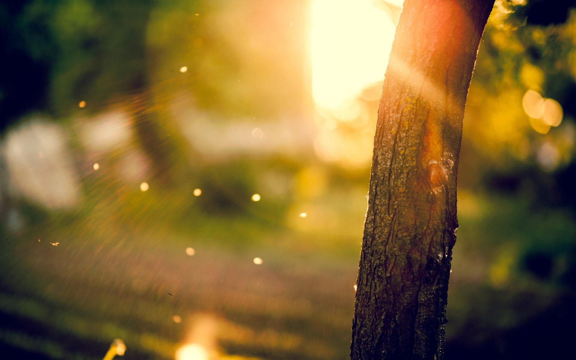 macro albero alberi tronco corteccia sfocatura sole raggi bokeh sfondo carta da parati widescreen schermo intero widescreen widescreen