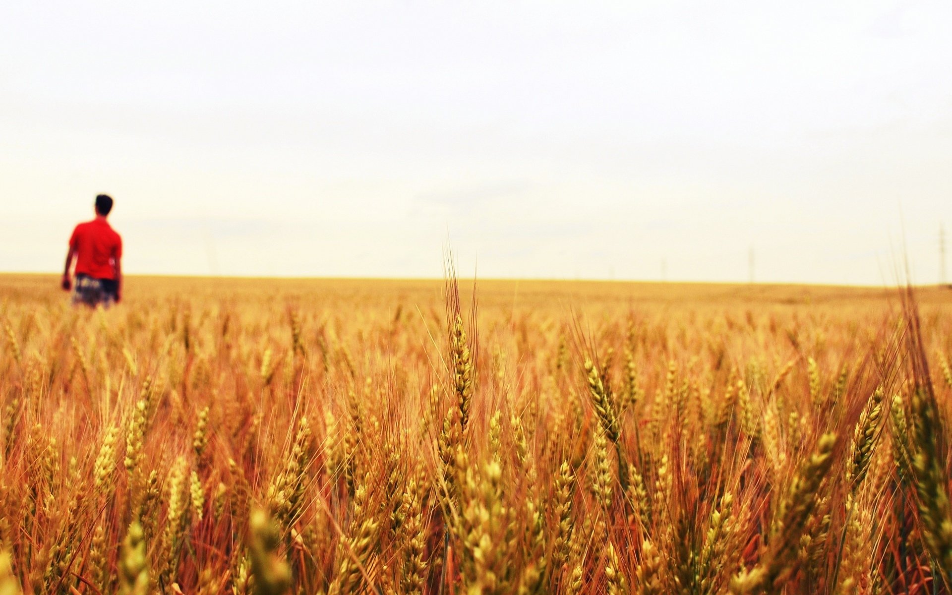 macro pianta grano segale campo uomo uomo ragazzo sfondo macro cibo dolce meringa bianco melograno foglia foglia foglie gocce goccia rugiada acqua verde macro verde carta da parati widescreen schermo intero widescreen indietro