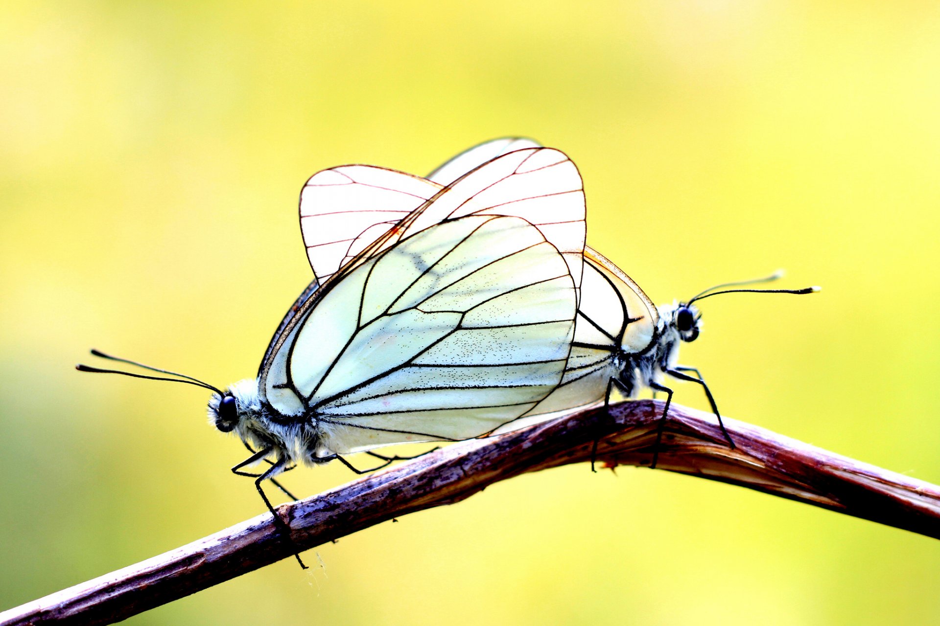 branch butterfly two background