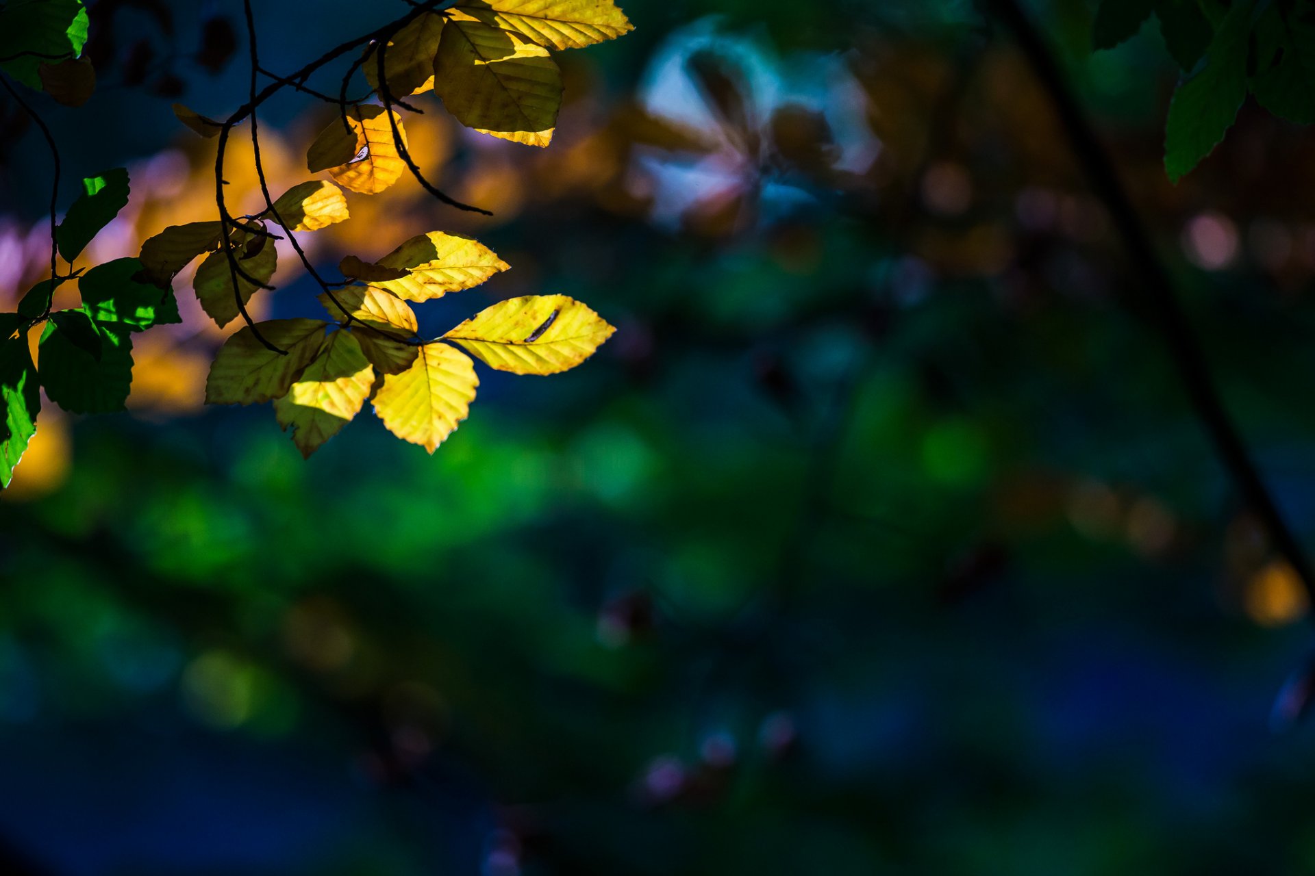 macro albero alberi foglie foglioline foglia giallo macro sfocatura bokeh sfondo bello carta da parati widescreen schermo intero widescreen widescreen