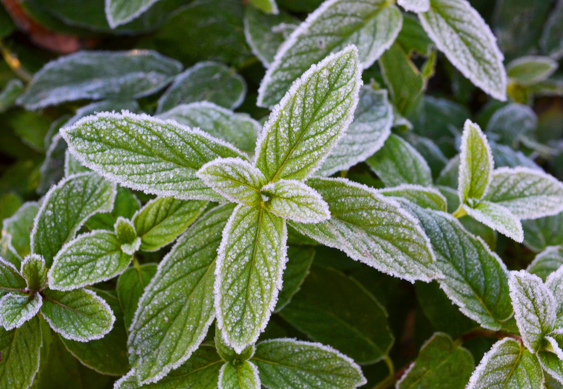 menta escarcha escarcha verduras menta helada frescura escarcha fresco