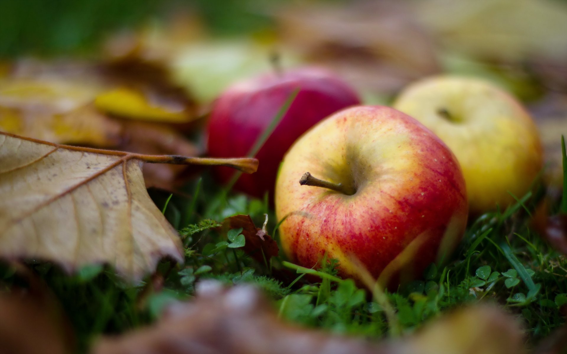 apples leaves close up