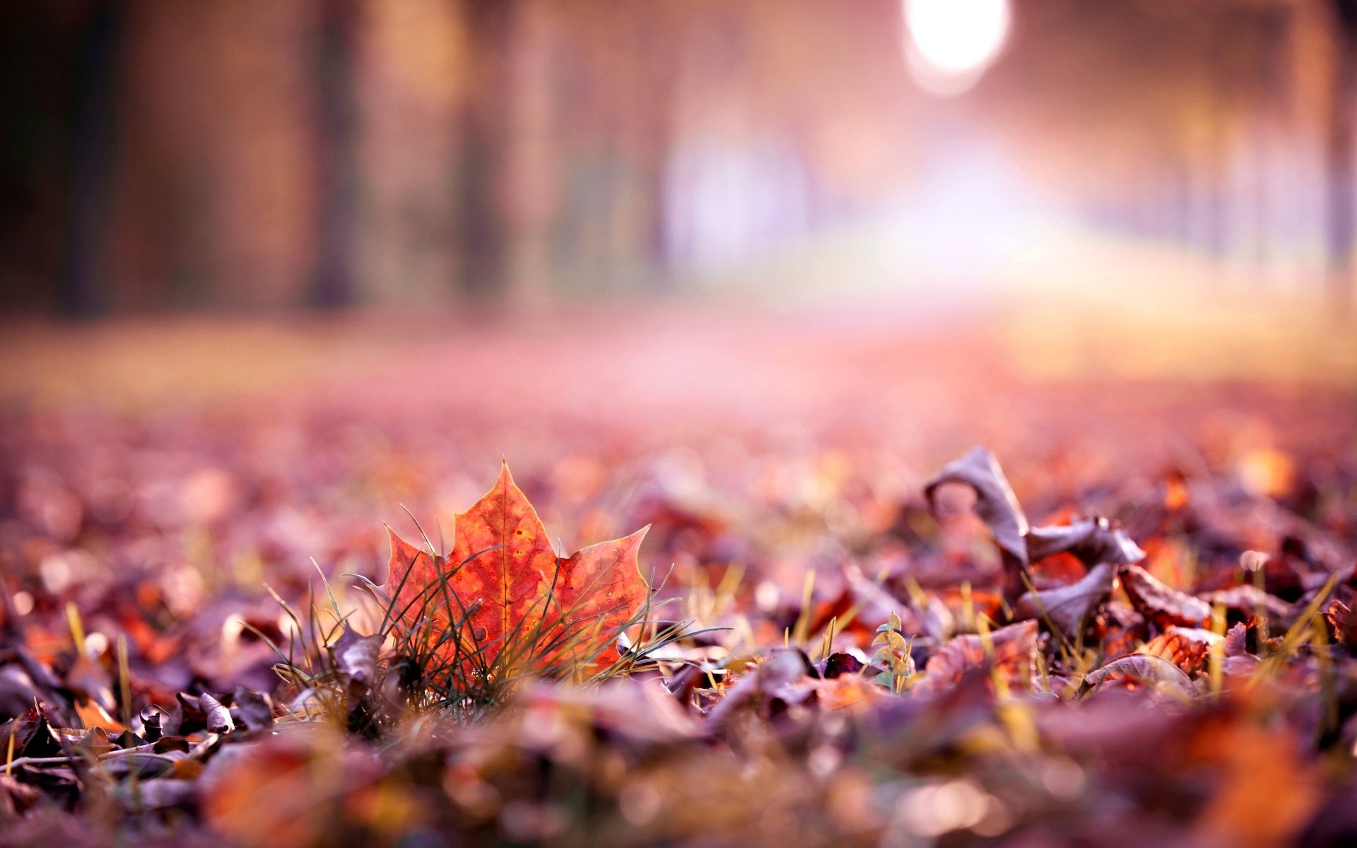 macro automne feuilles feuille feuille laisser macro flou joliment papier peint écran large plein écran écran large arrière-plan écran large