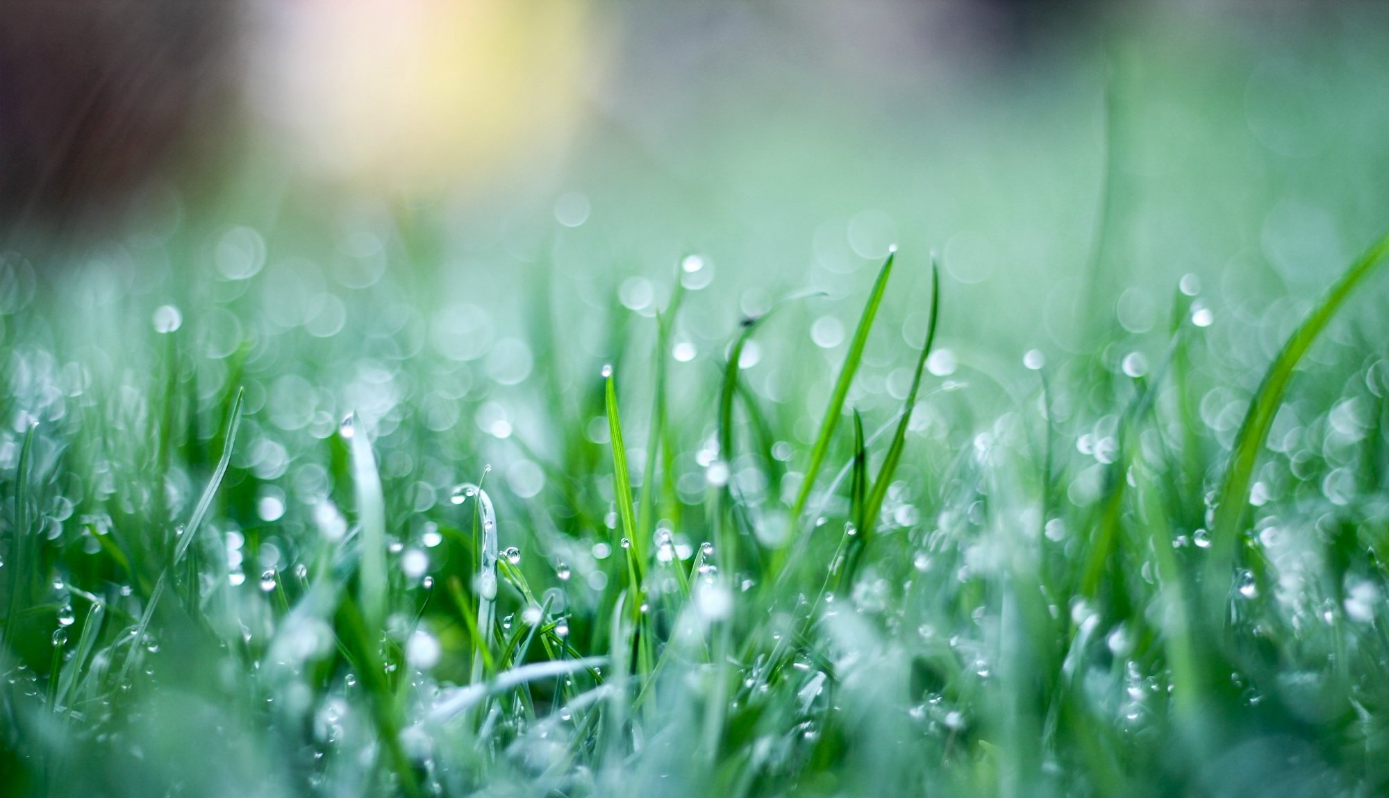 makro gras grün gras tropfen grün hintergrund tapete widescreen vollbild