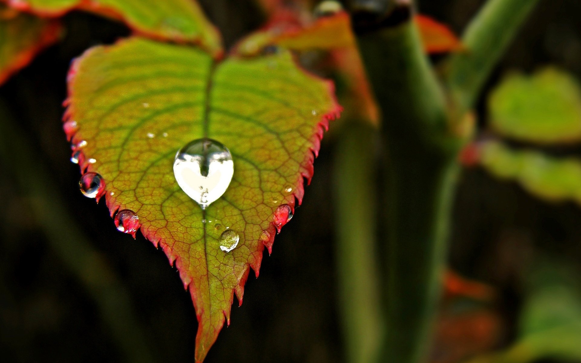 macro foglia foglia foglie verde goccia rugiada acqua rosso sfocatura macro lasciare goccia sfondo carta da parati widescreen schermo intero widescreen widescreen