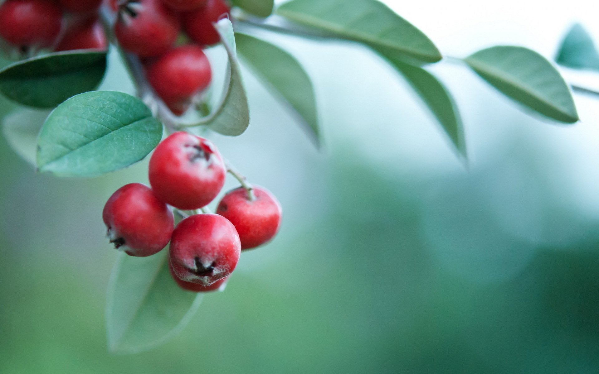 branch leaves berries red background