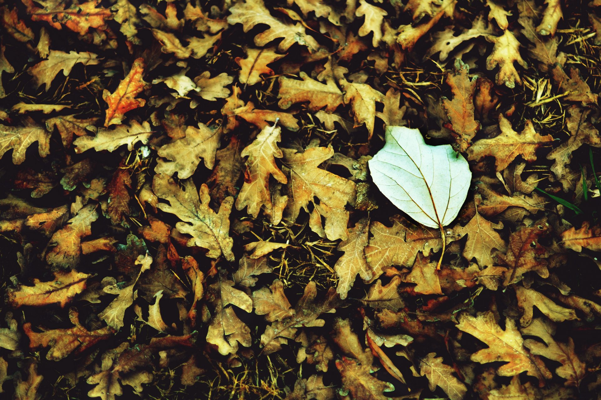 macro foglia foglie foglioline bianco autunno macro lasciare sfondo carta da parati widescreen schermo intero widescreen widescreen