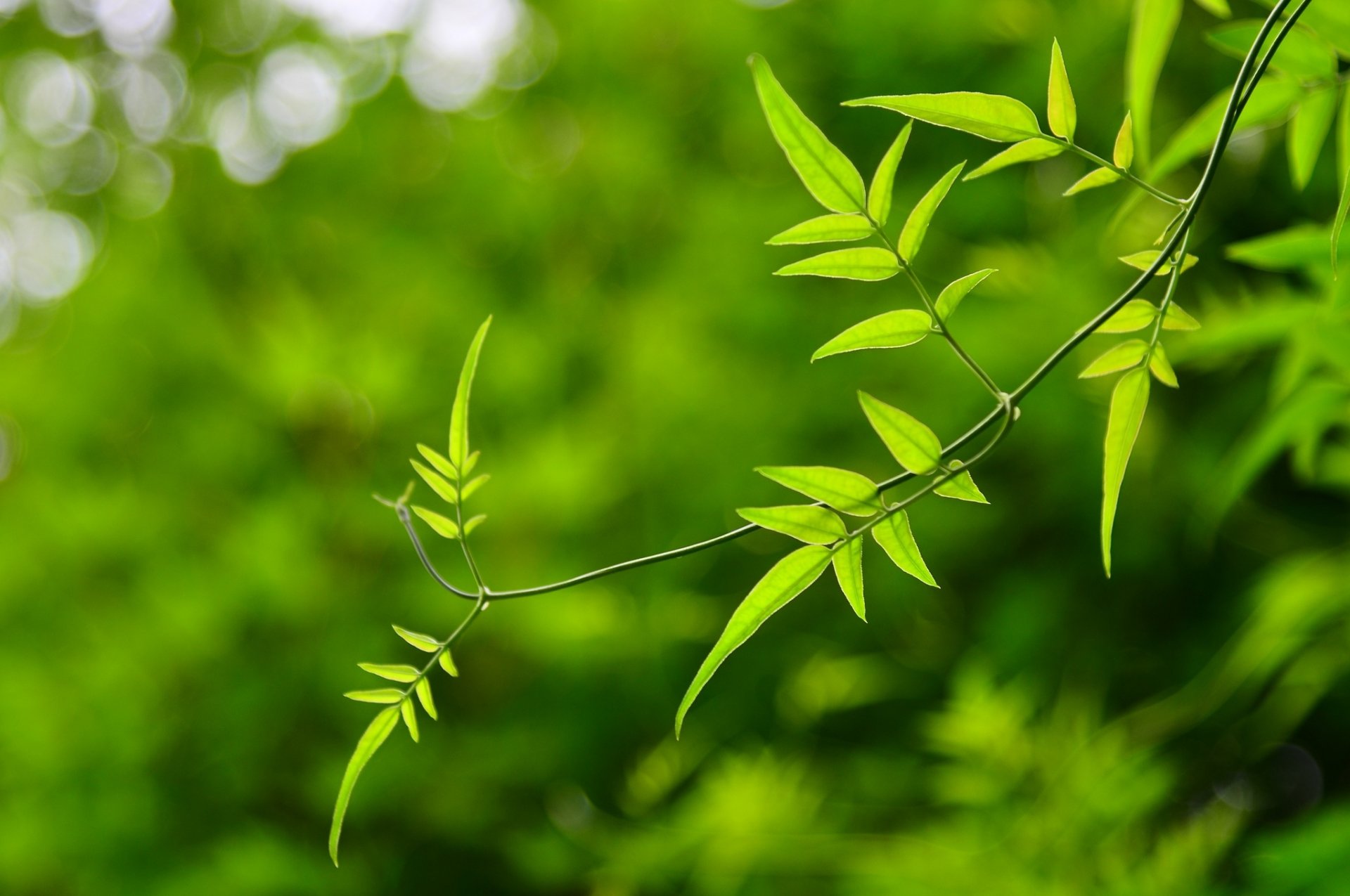 macro leaves leaves green blur background flowers flower flower pink petals wallpaper widescreen fullscreen widescreen widescreen