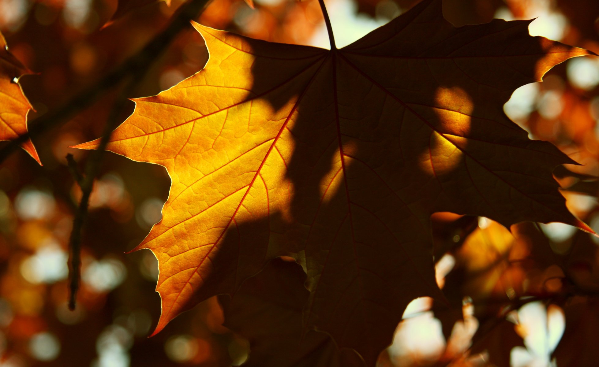 makro blatt blatt blätter gelb schatten sonne hintergrund tapete widescreen vollbild widescreen widescreen