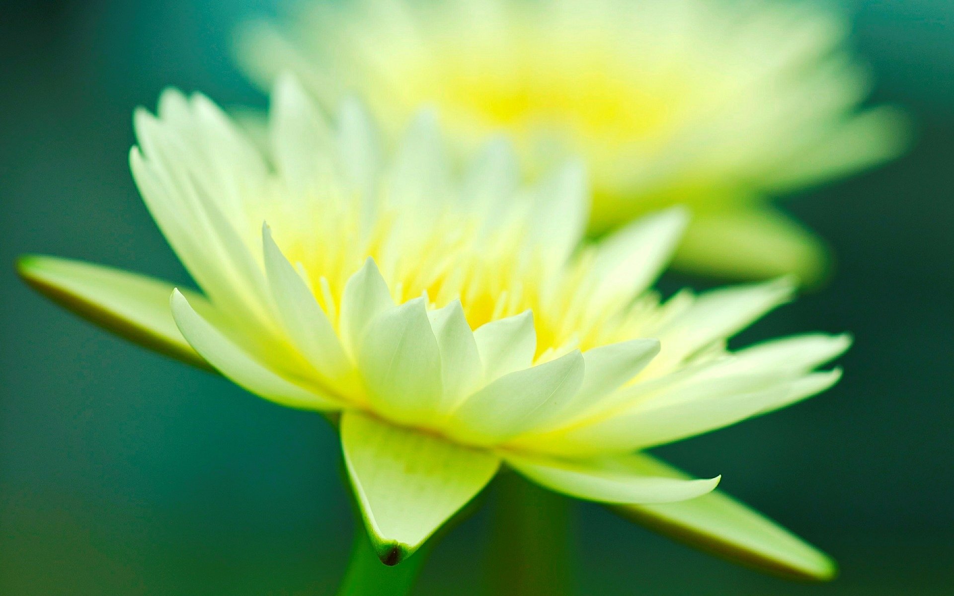 macro fleurs fleur fleur jaune vert macro fond rose pétales papier peint écran large plein écran écran large écran large