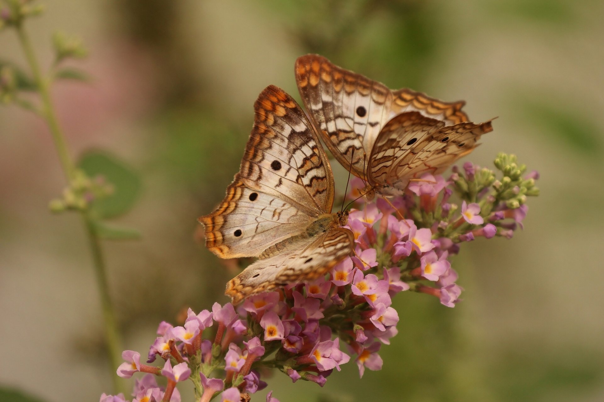 weißer pfau schmetterling schmetterlinge blume makro