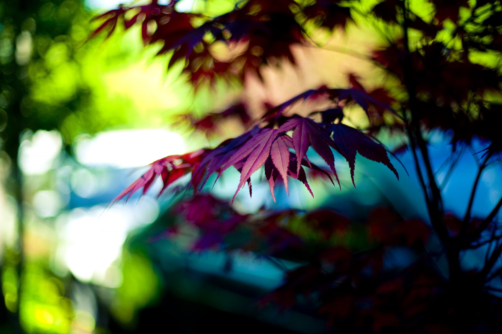 macro hoja hoja púrpura bokeh árbol árboles luz ramas fondo papel pintado pantalla ancha pantalla completa pantalla ancha pantalla ancha