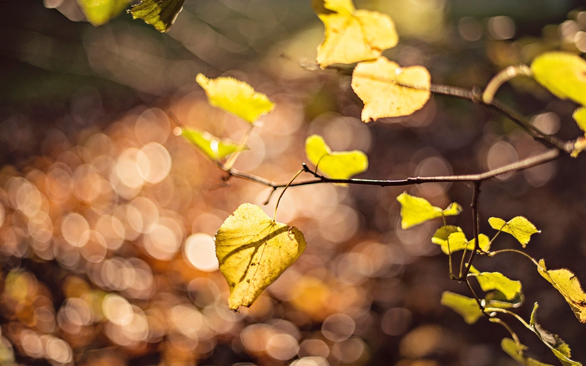 macro feuille feuille feuilles arbre jaune branche bokeh flou arrière-plan papier peint écran large plein écran écran large écran large