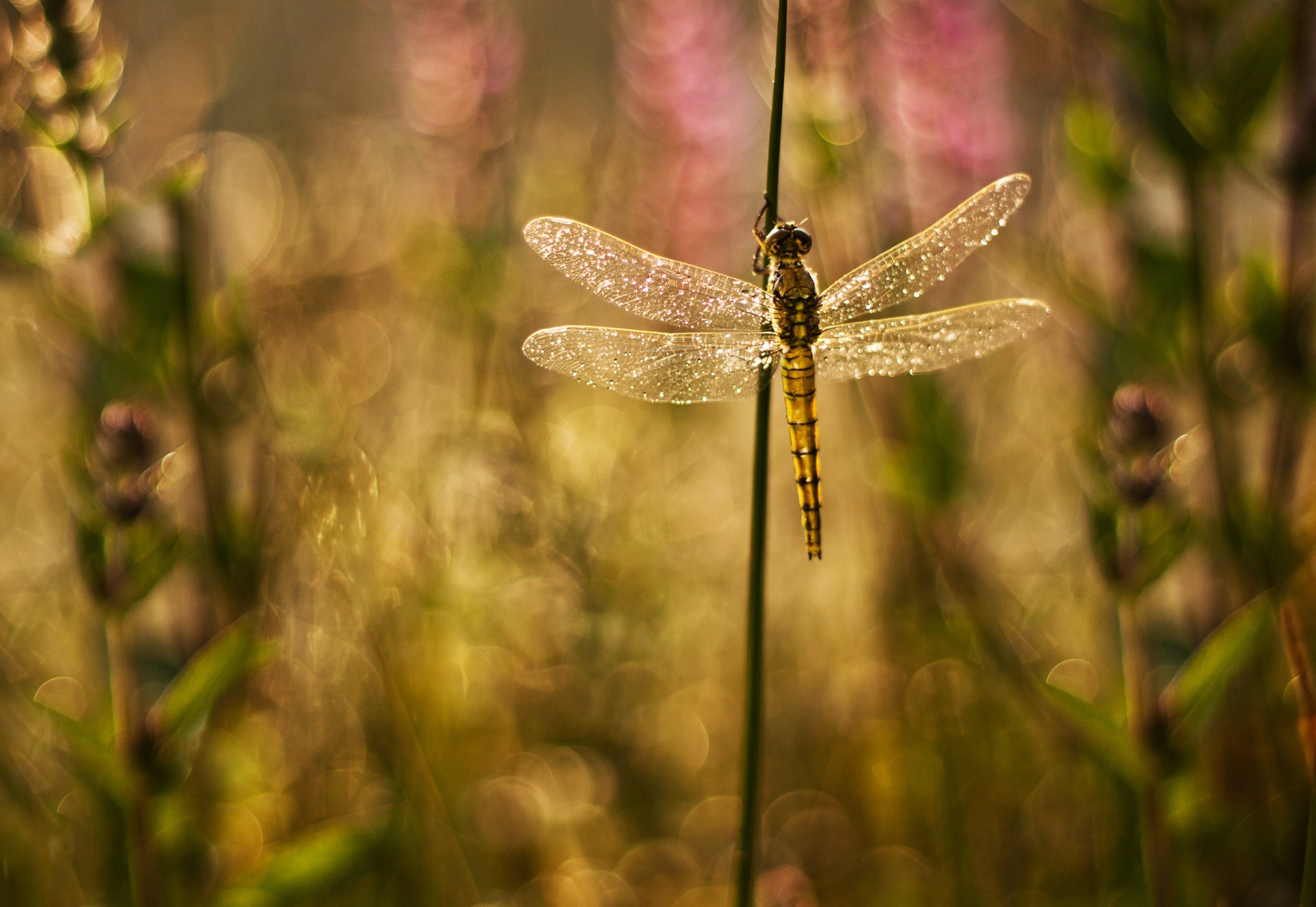 plants grass dragonfly wings shine background reflections blur