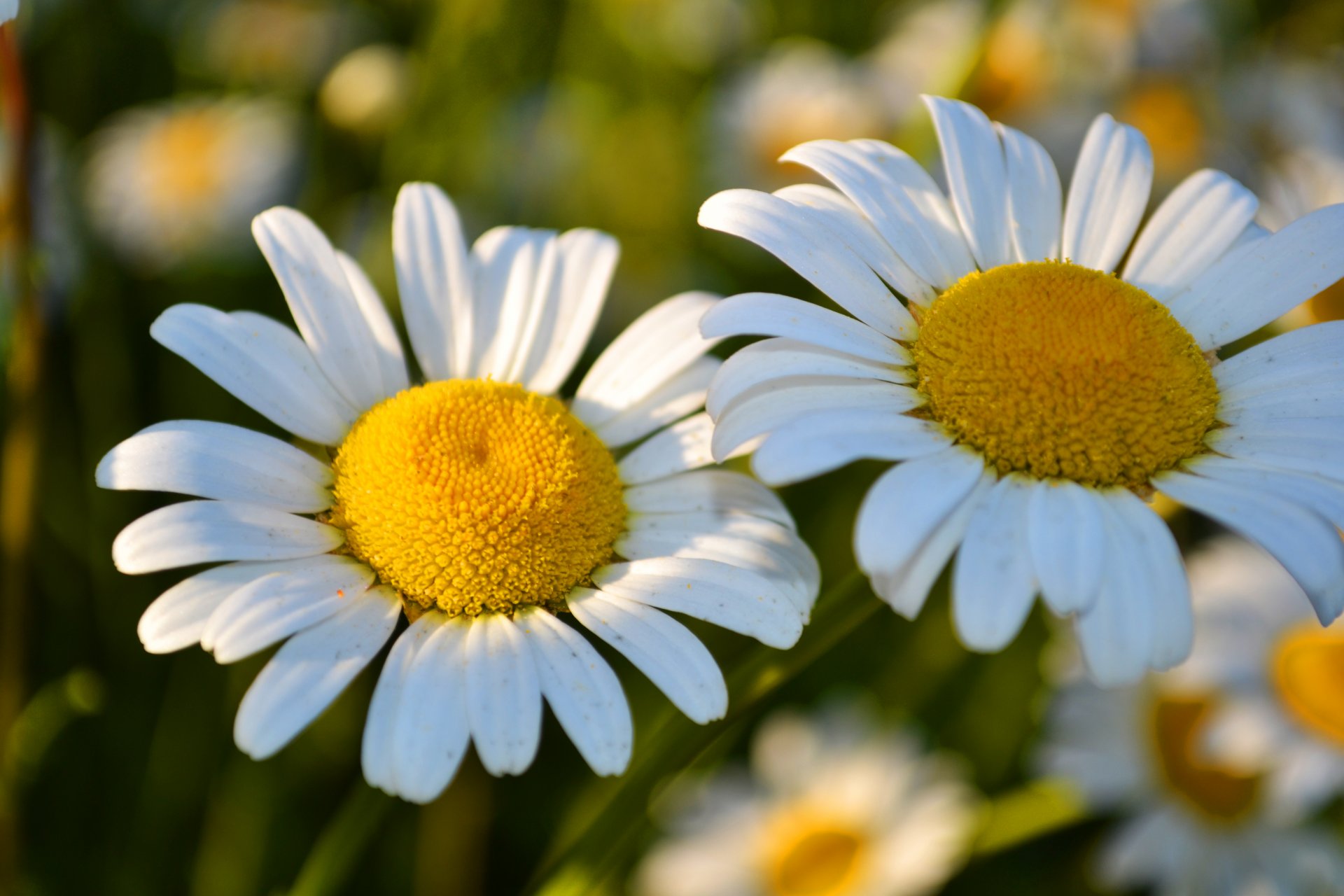 chamomile flower beautiful spring bloom fragrance two flower