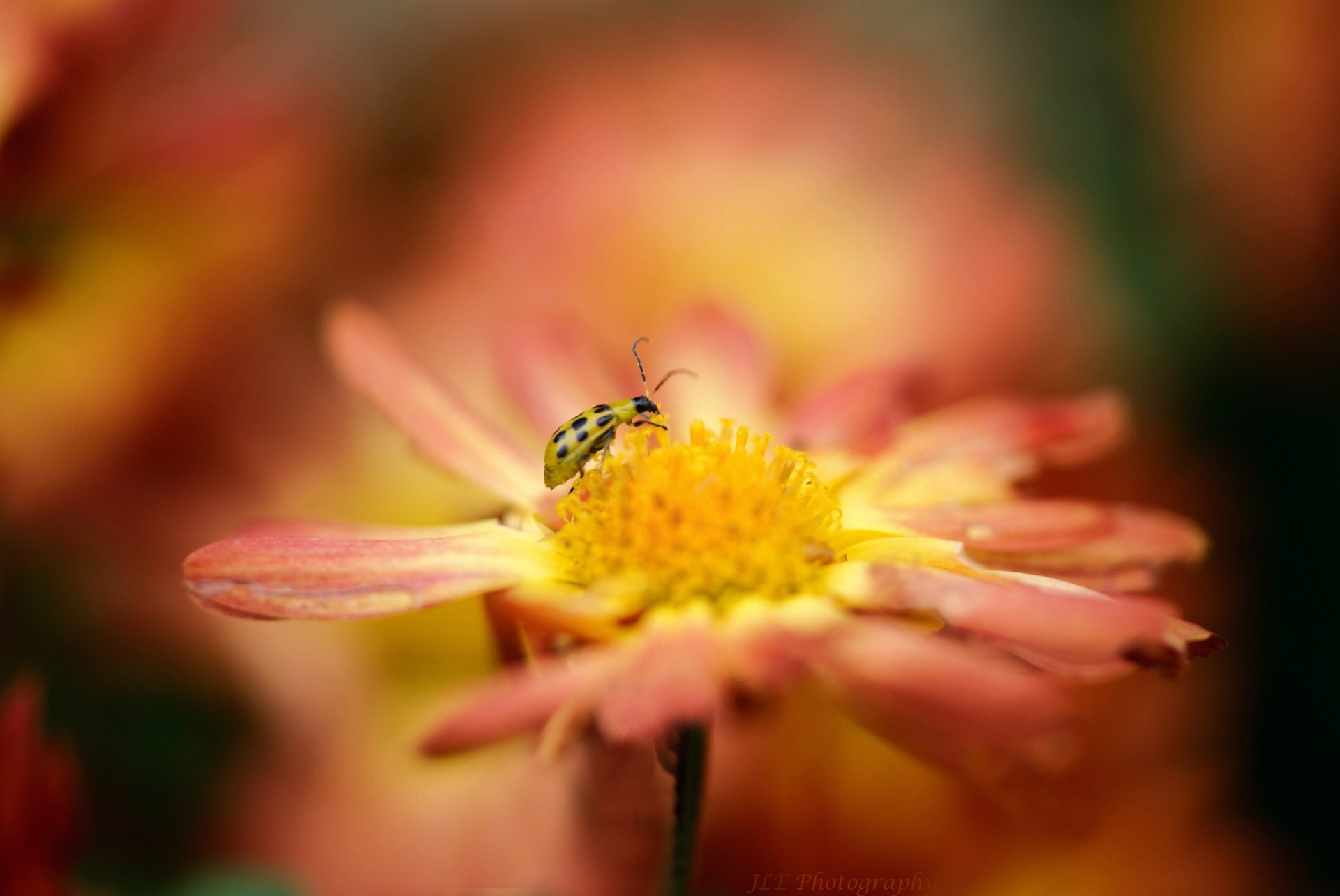 fiore arancione insetto coccinella giallo sfocatura