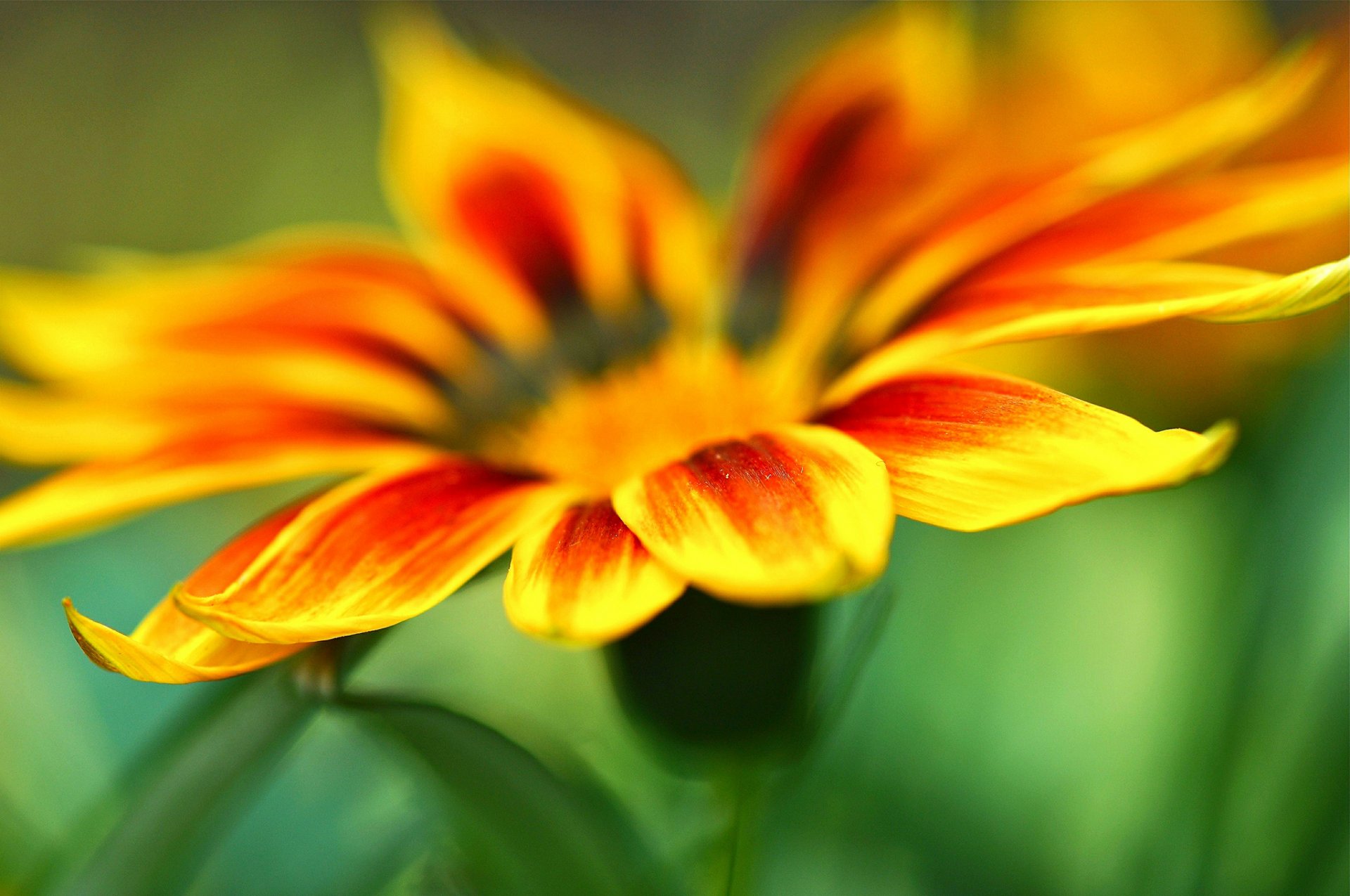 macro fleurs fleur jaune orange pétale pétales macro vert flou fond papier peint écran large plein écran écran large écran large