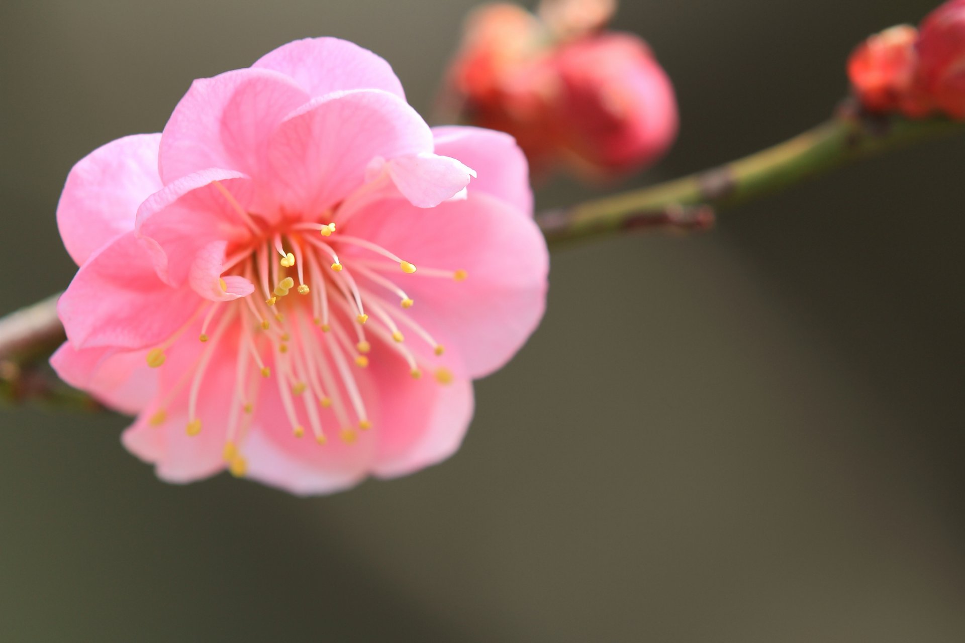 japanische aprikose rosa blume blütenblätter zweig makro fokus unschärfe