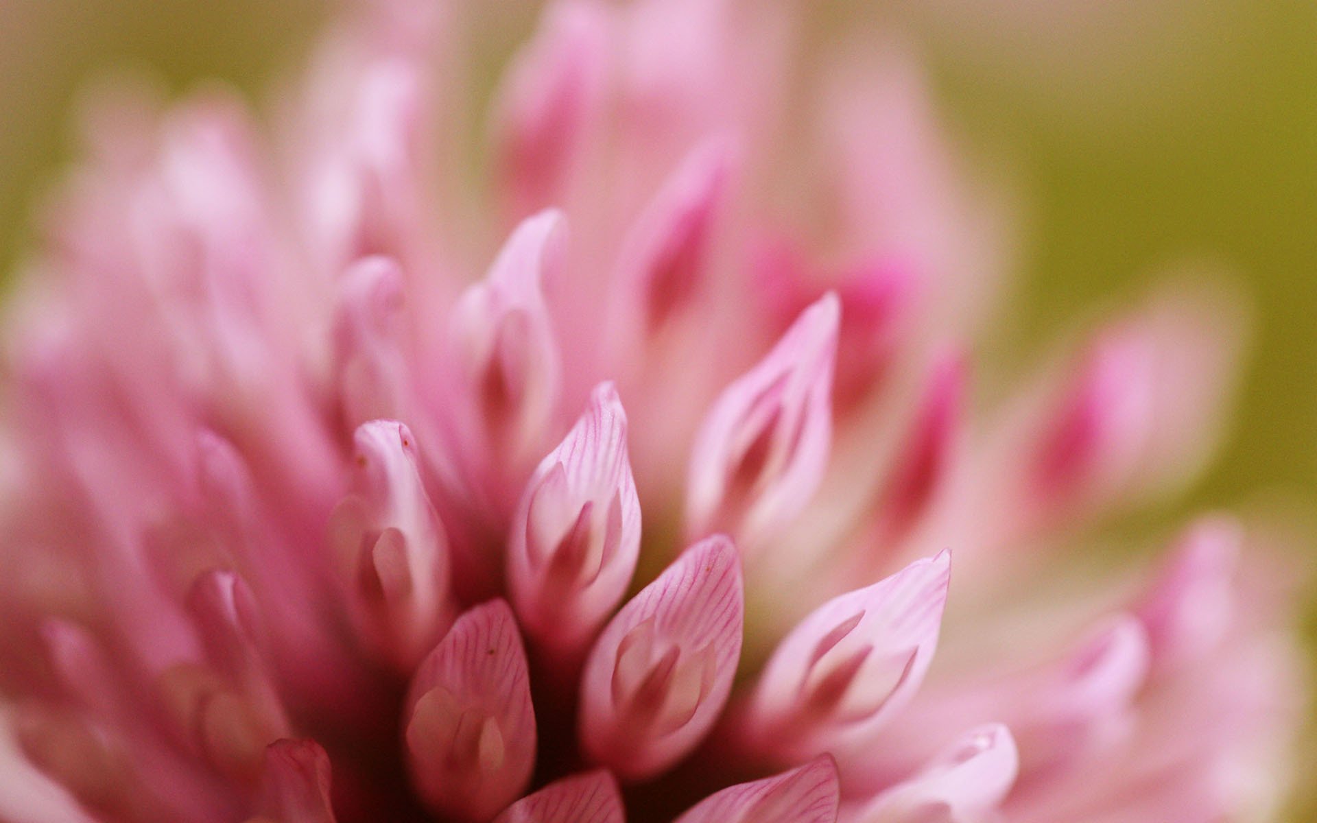 fiore macro rosa trifoglio