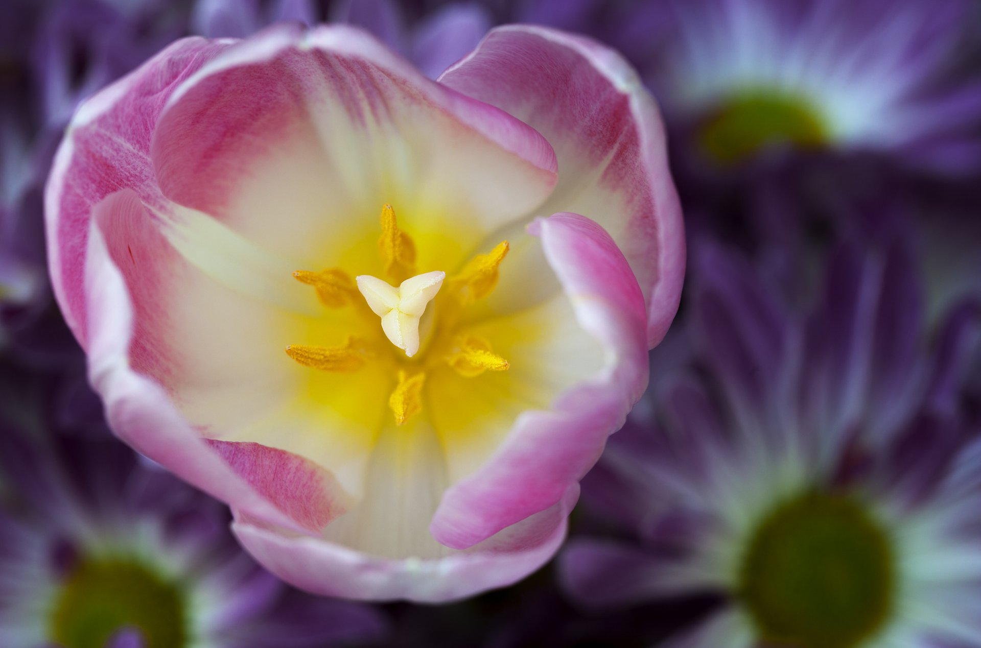 tulipán blanco rosa pétalos flor macro enfoque