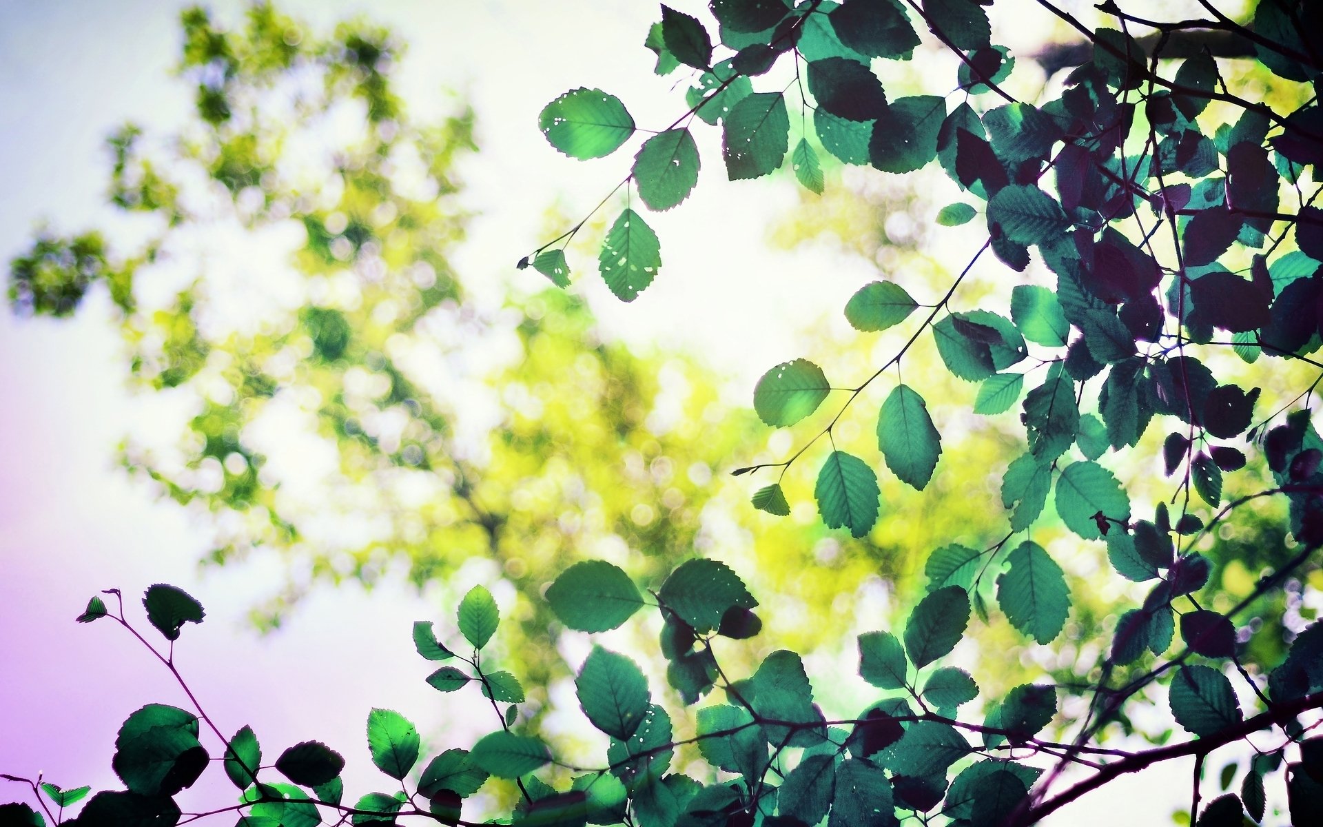 macro leaf leaflet leaves green shape foliage tree trees bokeh blur leave macro background wallpaper widescreen fullscreen widescreen widescreen