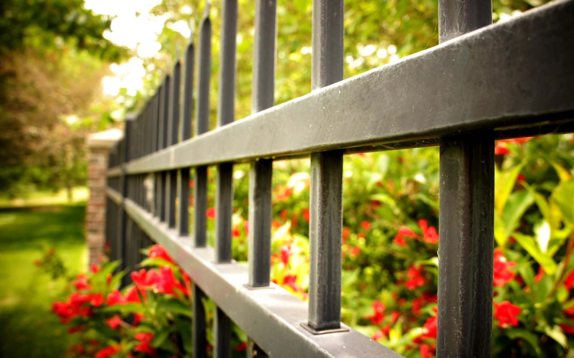 macro fence gate fence fence macro flowers flower flowers red background wallpaper widescreen fullscreen widescreen widescreen