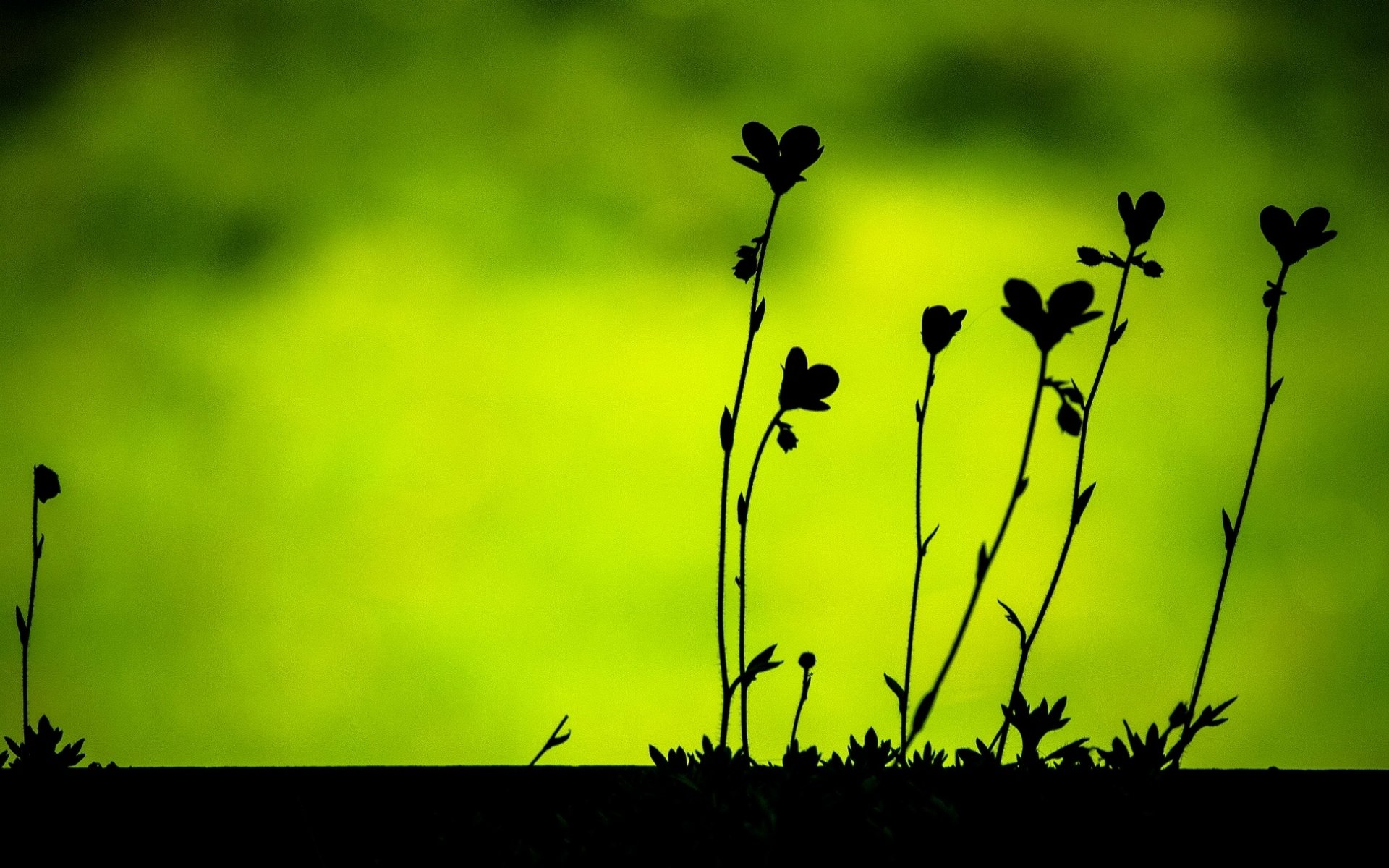 macro feuilles folioles silhouettes noir vert plante végétation flou fond papier peint écran large plein écran écran large écran large