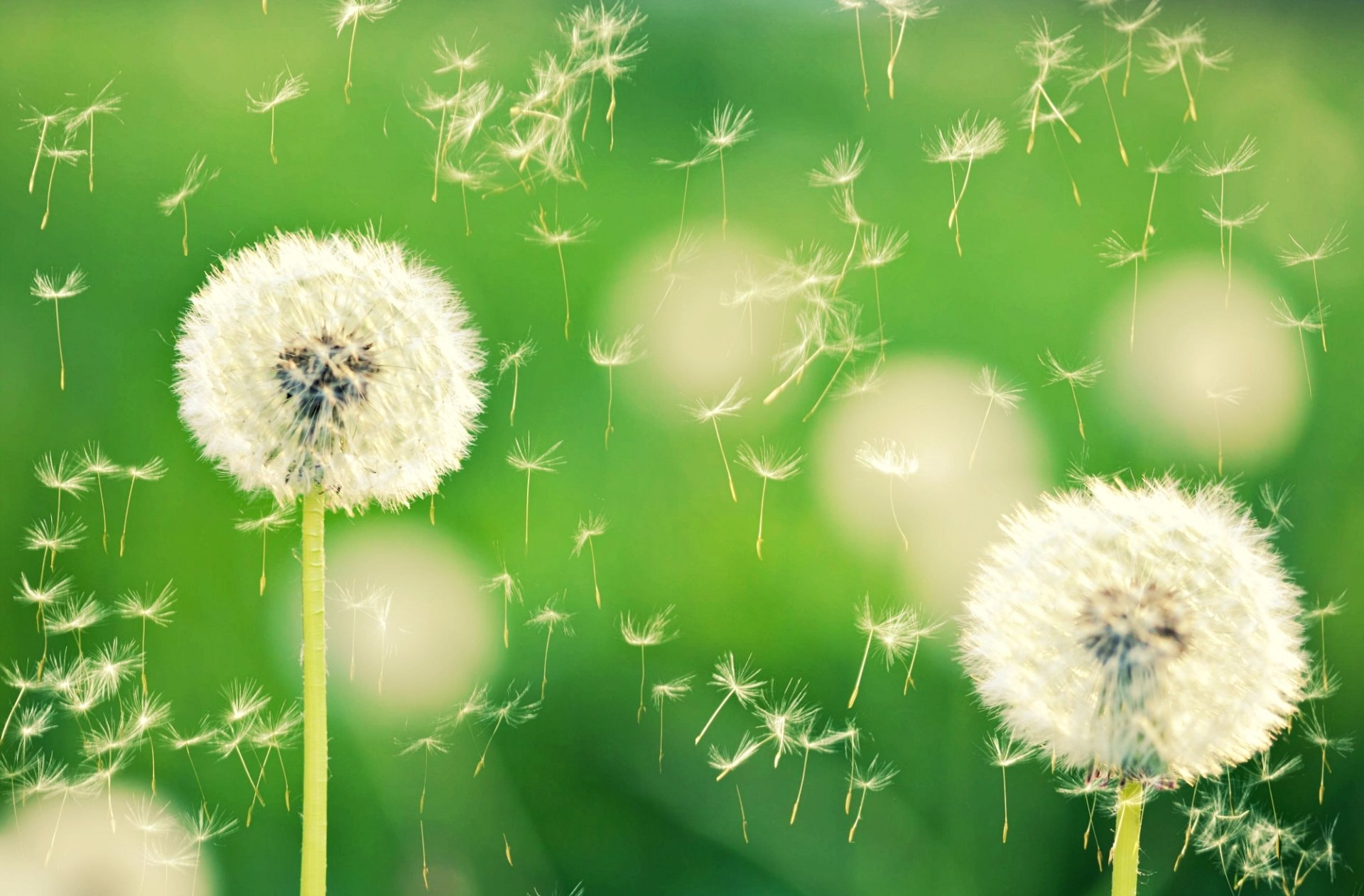 close up nature dandelion dandelions bokeh plant flower green background wallpaper widescreen full screen hd wallpaper