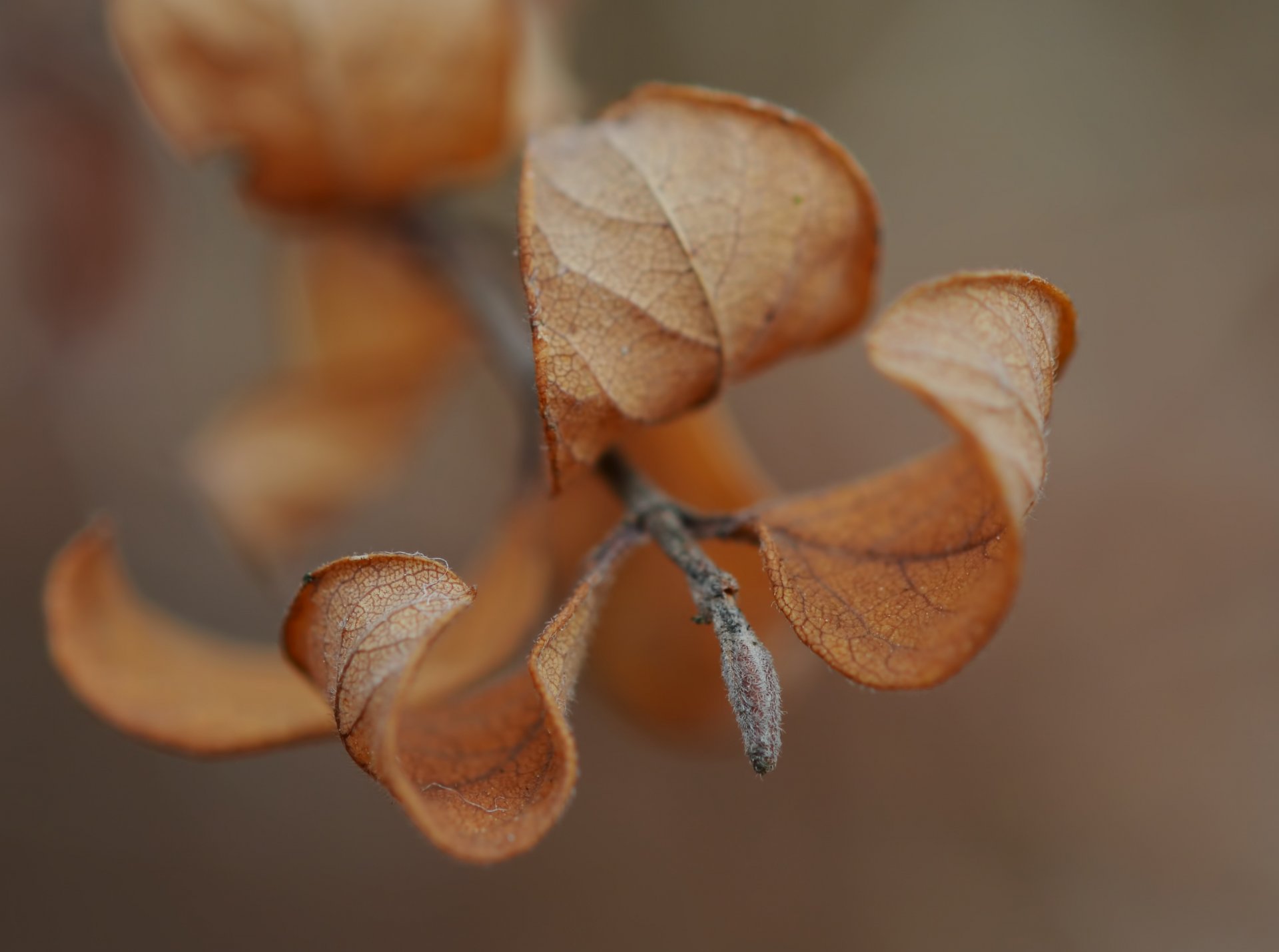 macro macro hojas ramita otoño