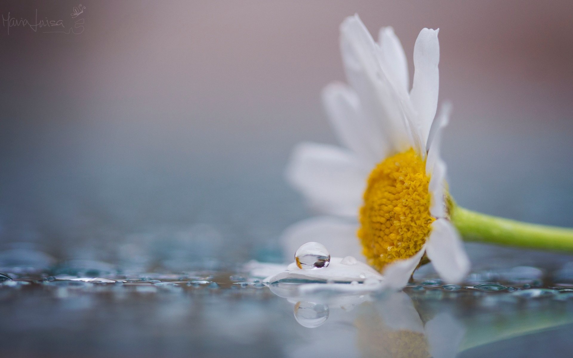 macro flowers flowers flower chamomile petals white yellow water drop dew background wallpaper widescreen fullscreen widescreen widescreen