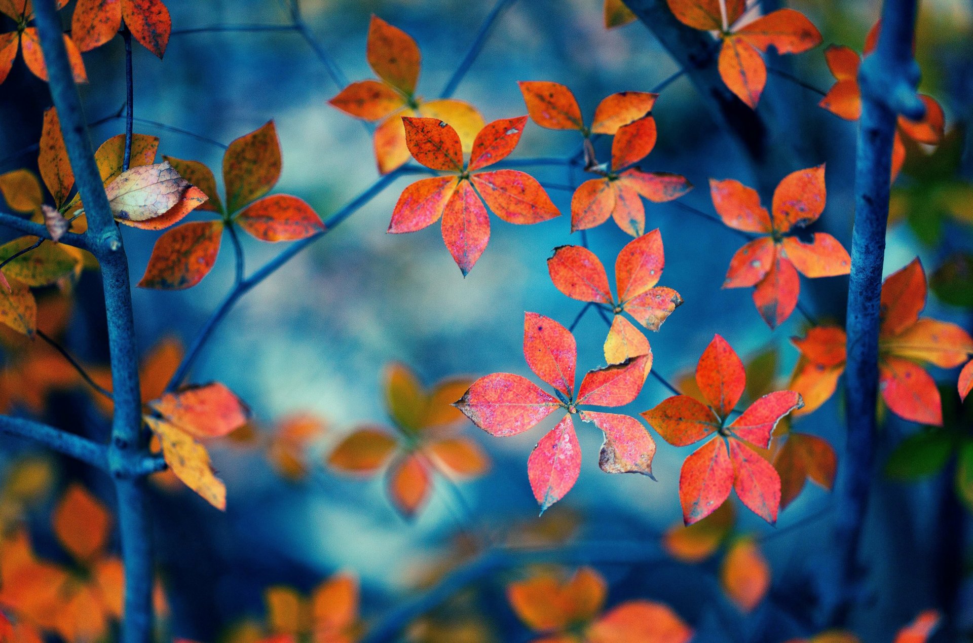 macro feuilles folioles feuilles forme branches orange fond papier peint écran large plein écran écran large écran large