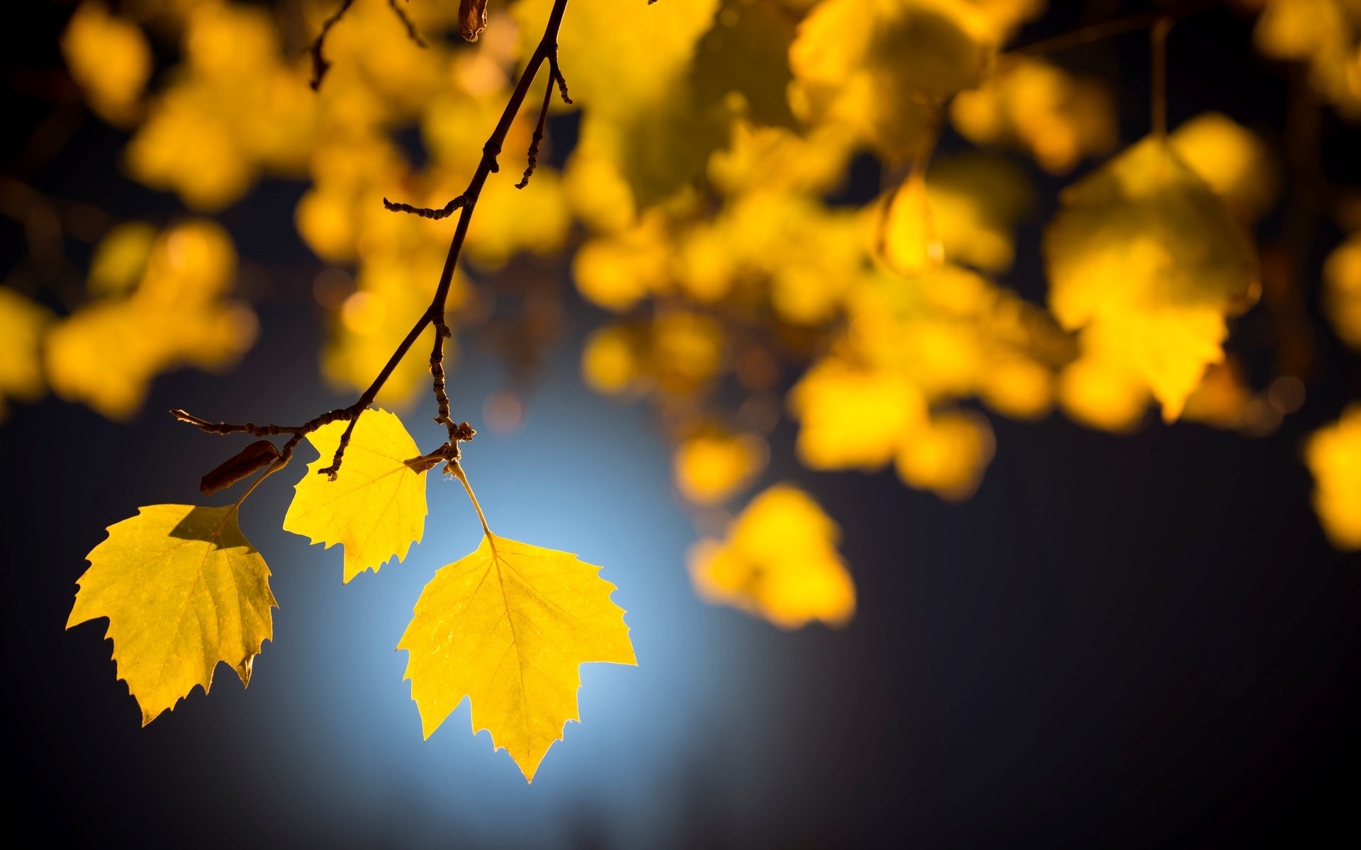 macro foglie foglioline foglie albero alberi ramo foglie gialle sfocatura bokeh beatiuful bello sfondo carta da parati widescreen schermo intero widescreen