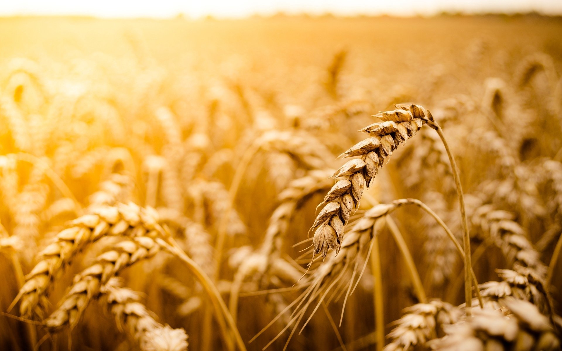 macro grano segale campo sole macro sfondo carta da parati widescreen schermo intero widescreen widescreen