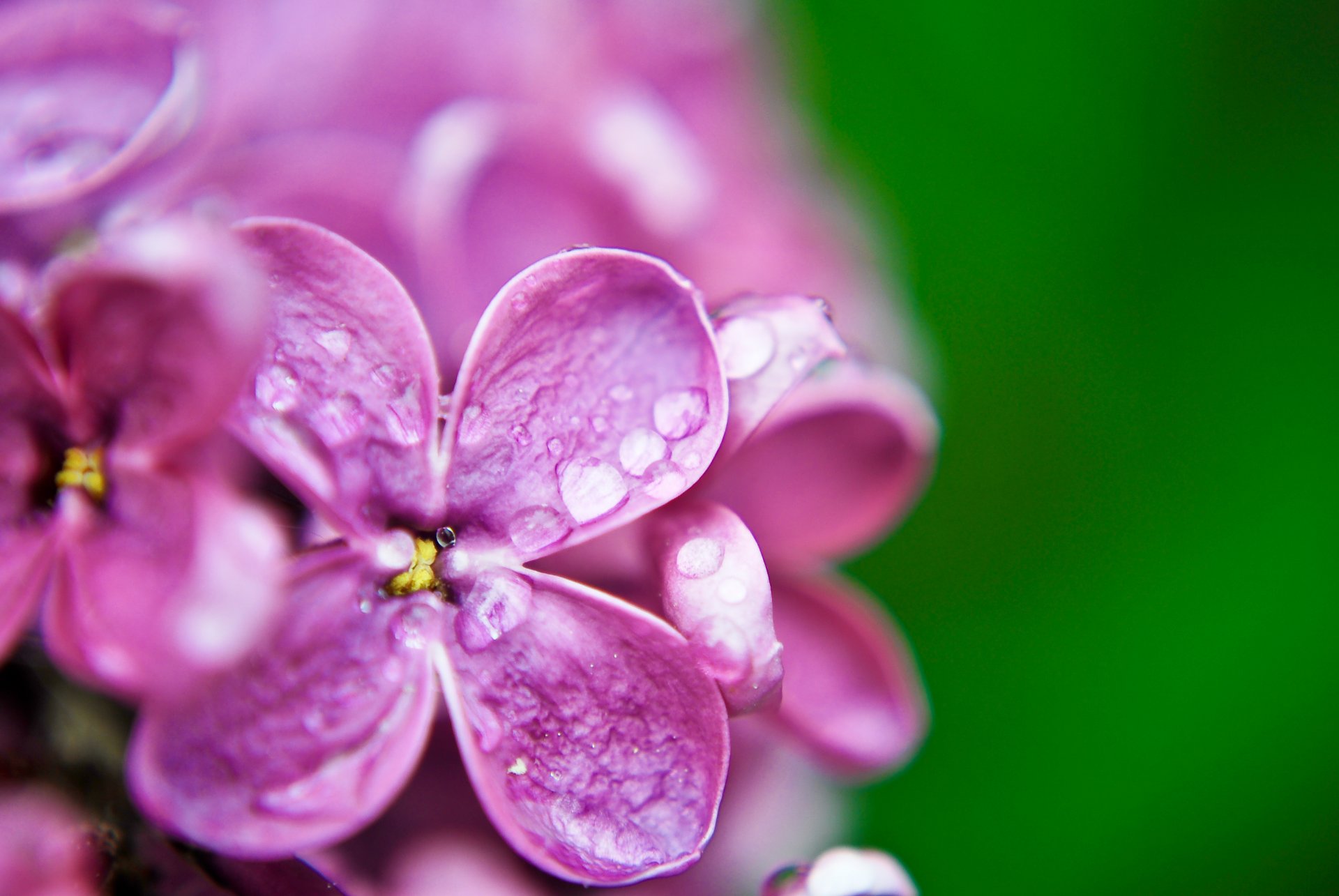 macro macro fiori fiorellino lilla lilla viola gocce rugiada acqua verde sfondo carta da parati widescreen schermo intero widescreen widescreen