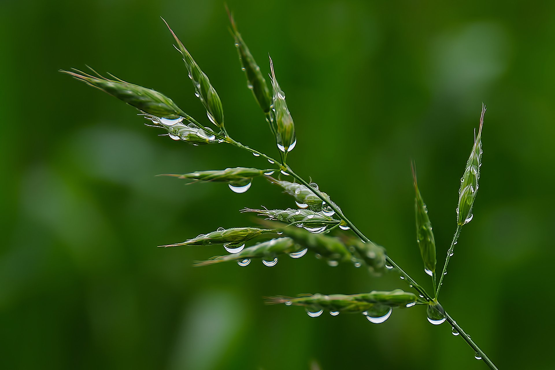 close up grass rosa drops green