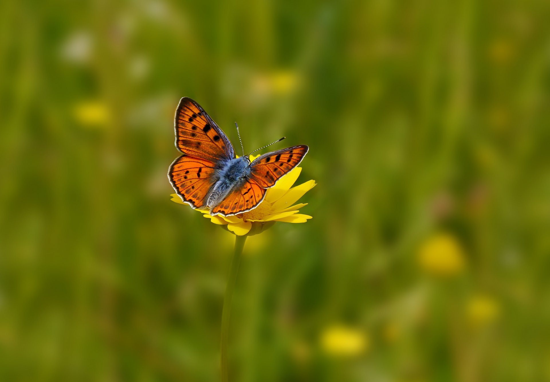 pole kwiaty kwiat żółty motyl tło