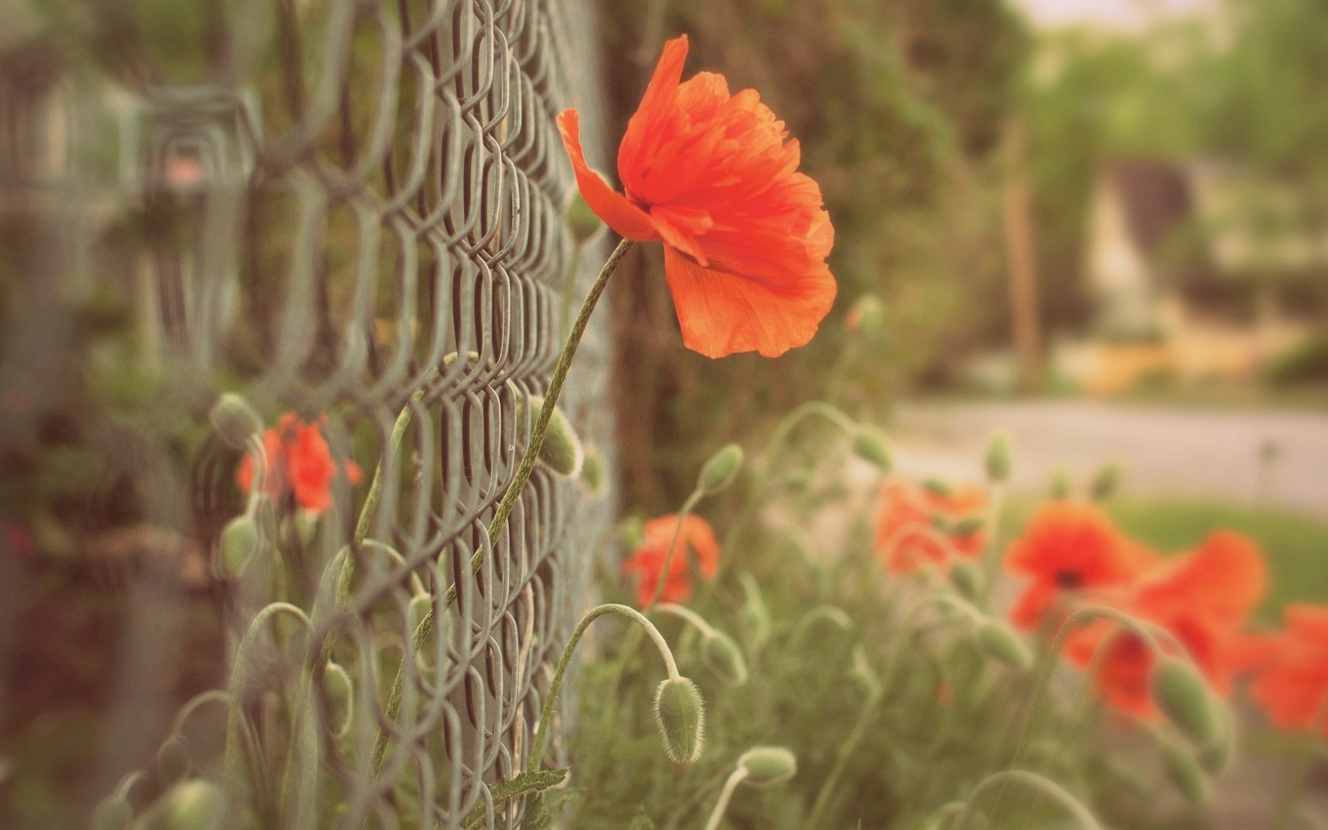 makro blumen blumen mohn rot gitter zaun zaun zaun unschärfe hintergrund tapete widescreen vollbild widescreen widescreen