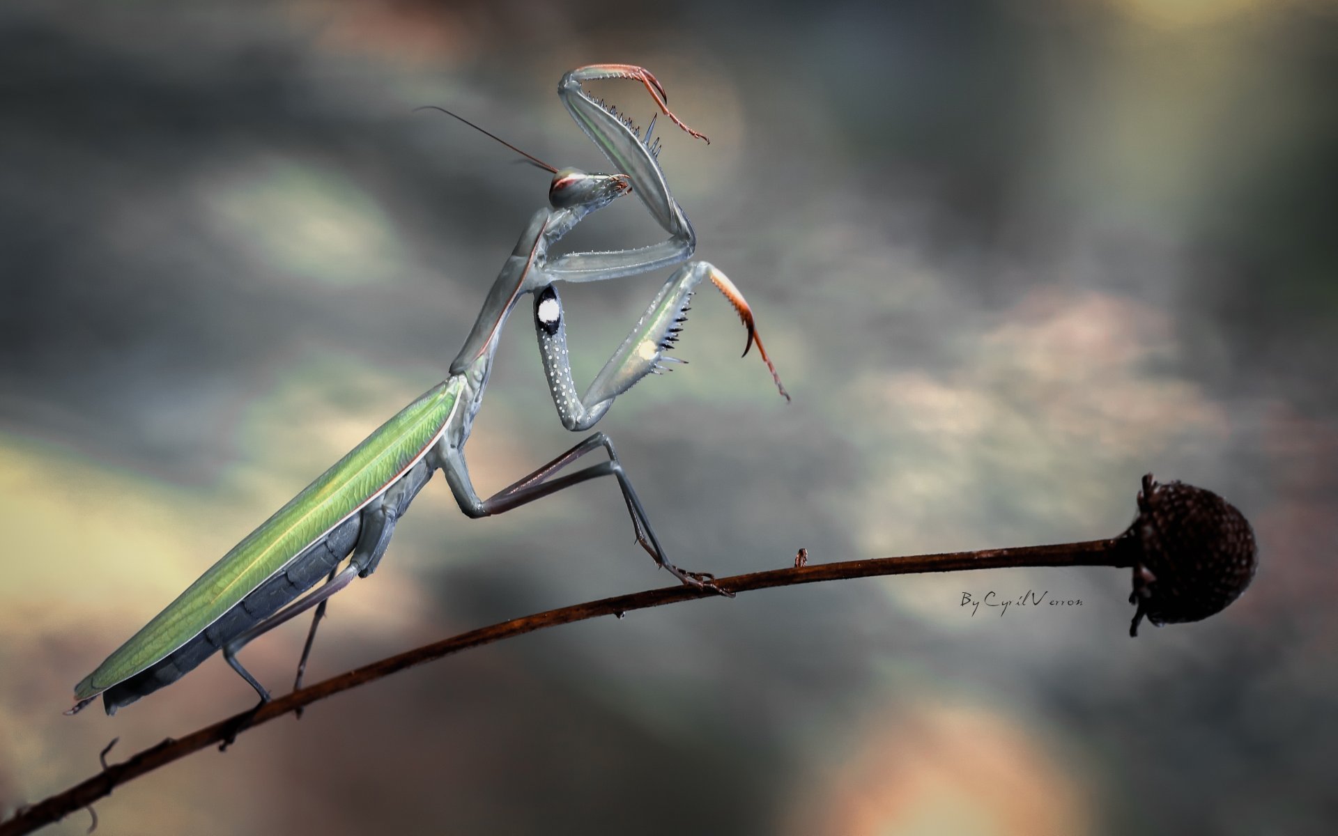 insect mantis flower the stem