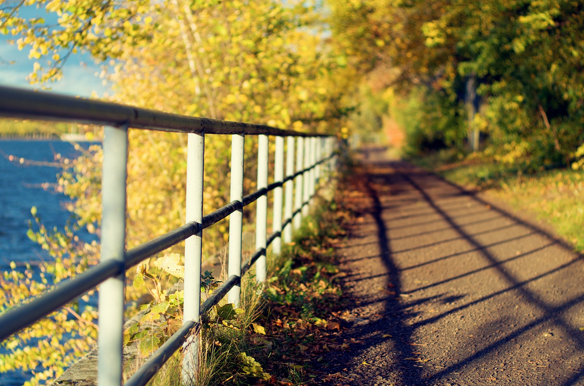 macro fence fence fencing path path nature trees foliage leaves leaflets shade day background wallpaper widescreen fullscreen widescreen widescreen