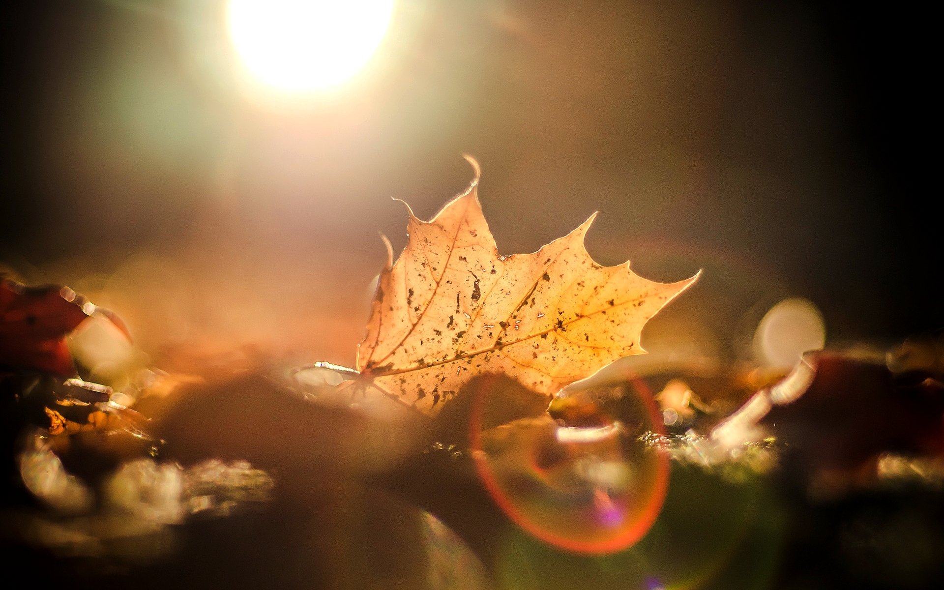 macro foglie foglioline autunno sole abbagliamento sfondo sfocatura carta da parati widescreen schermo intero widescreen widescreen