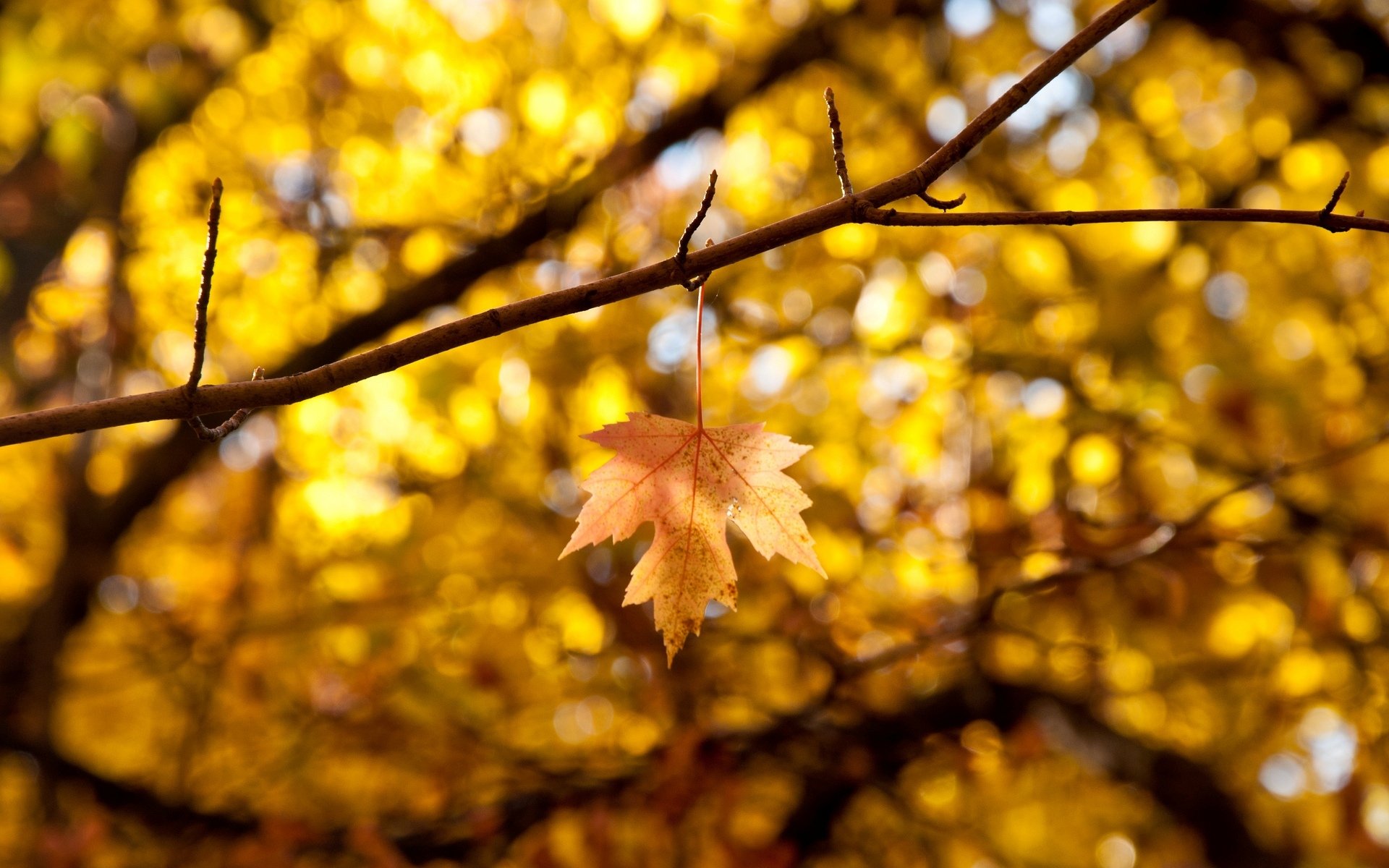 macro foglia foglia foglie giallo autunno macro albero bokeh rami sfocatura sfondo carta da parati widescreen schermo intero widescreen widescreen