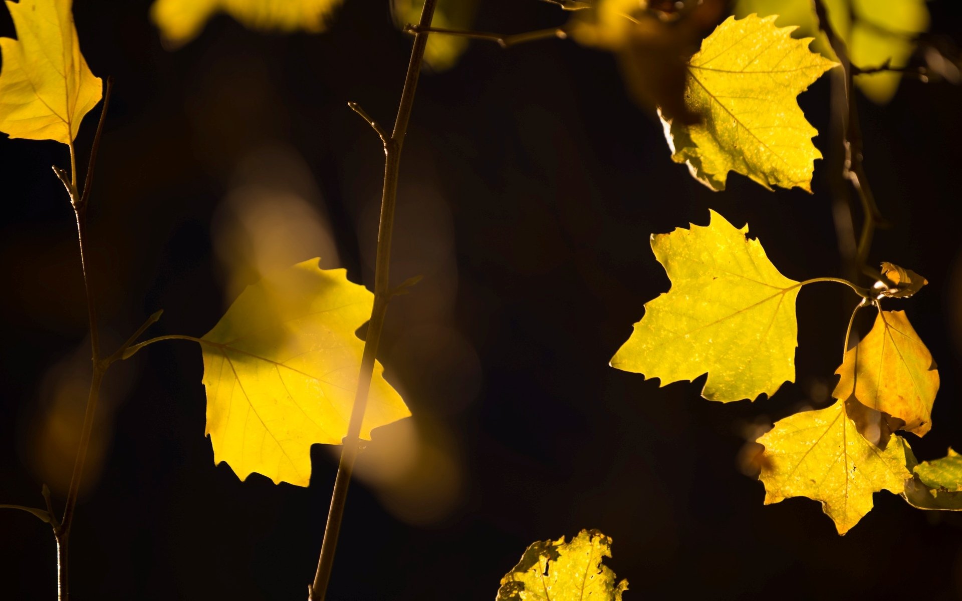 macro leaf leaves yellow yellow leaves tree trees branch blur background wallpaper widescreen fullscreen widescreen