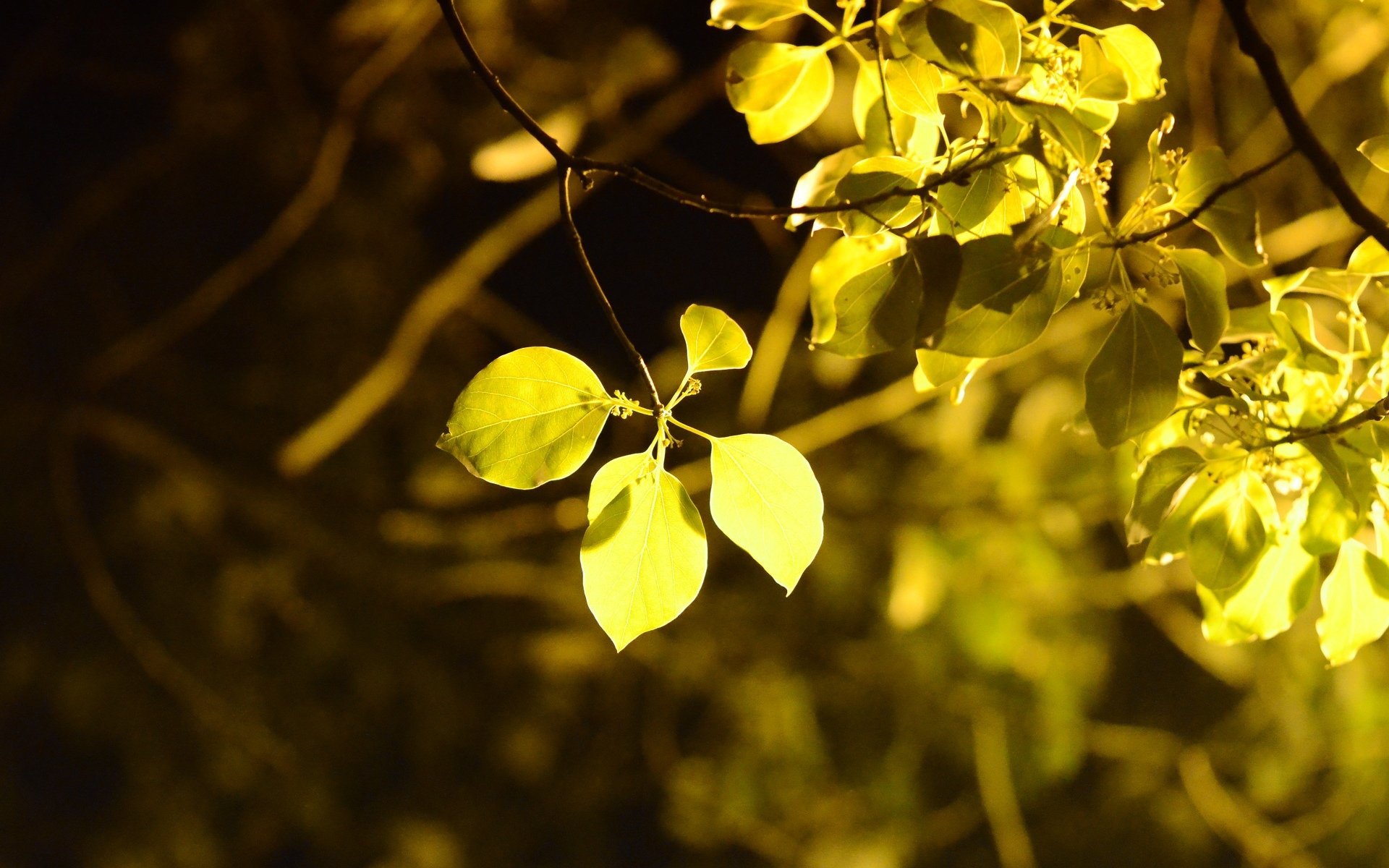 macro foglia foglie foglia giallo albero alberi fogliame sfocatura sfondo carta da parati widescreen schermo intero widescreen widescreen