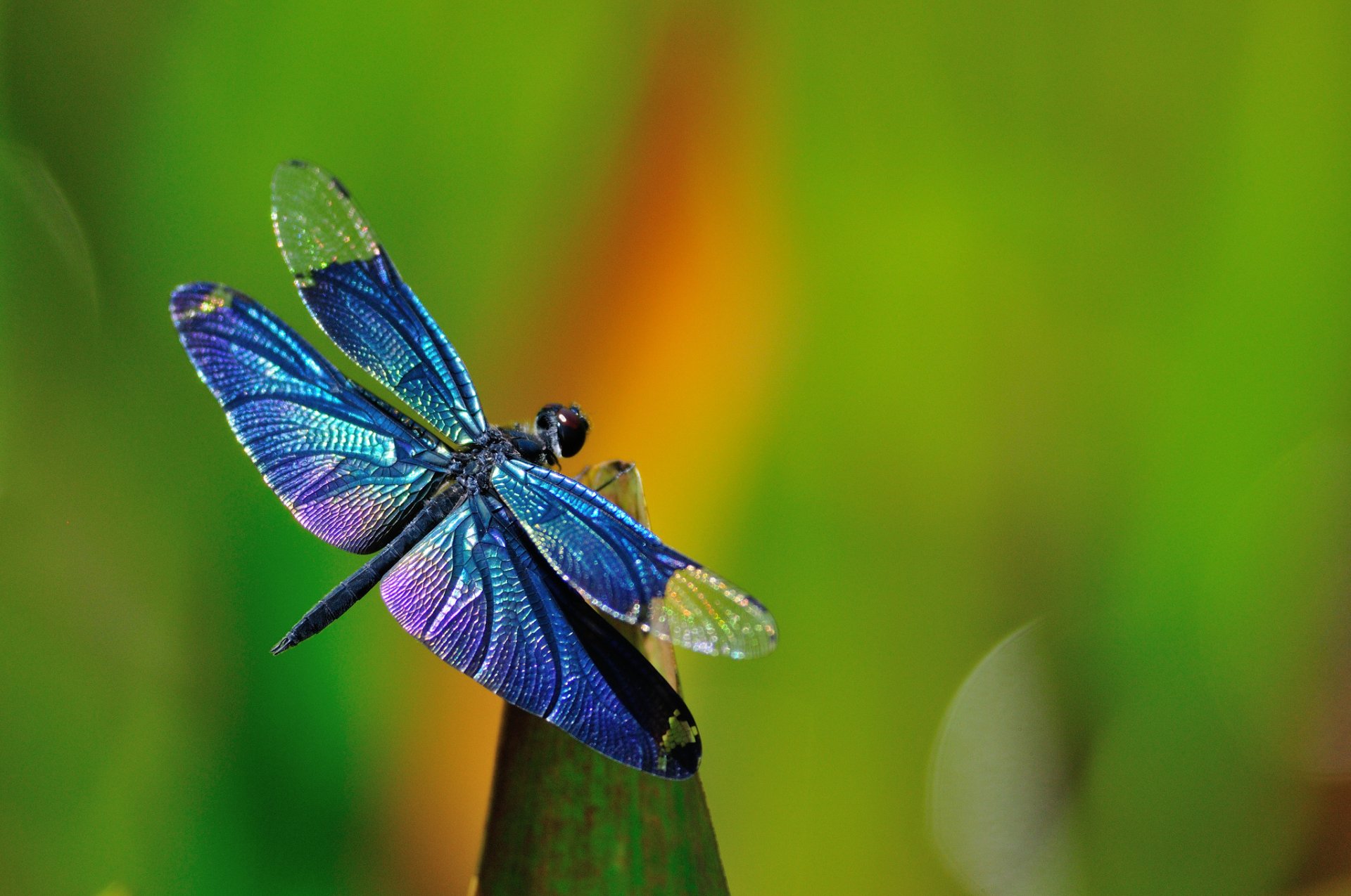 macro libellula erba sfondo