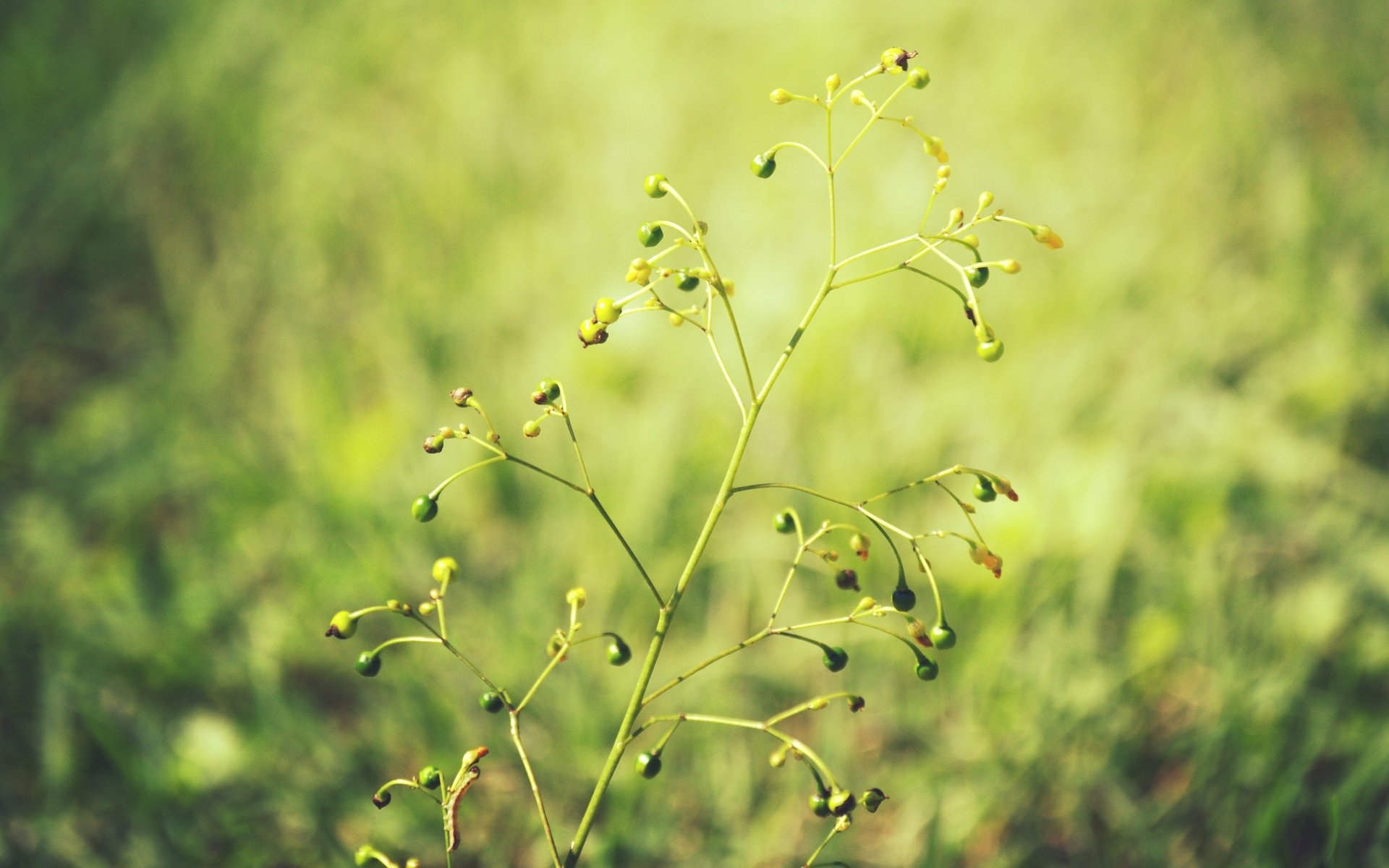 close up macro plant green blur background wallpaper widescreen full screen hd wallpapers fullscreen