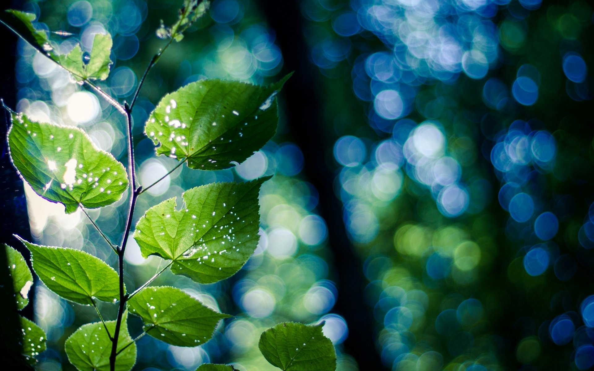 branch leaves green nature close up bokeh