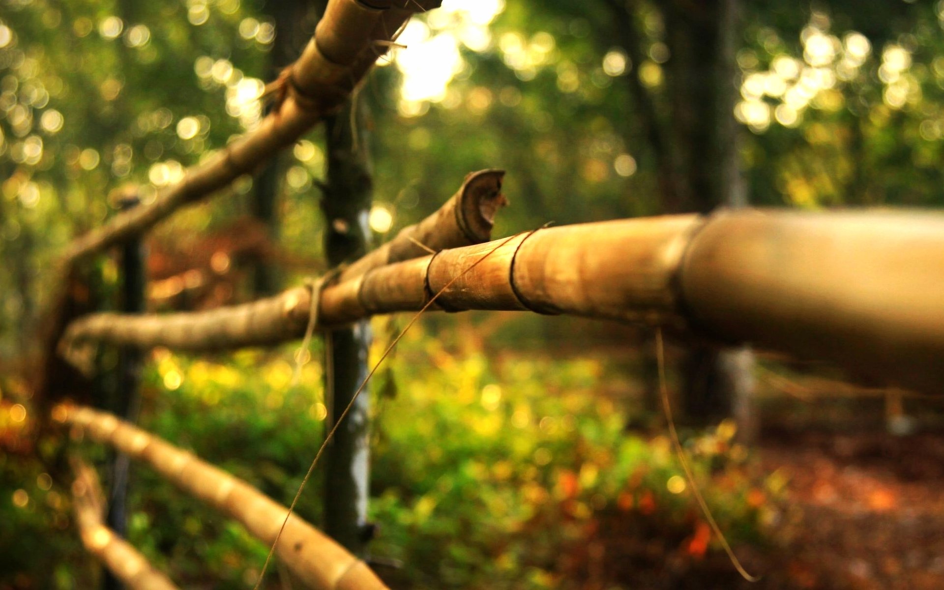 macro arbre clôture en bois clôture nature arbres feuilles feuilles bokeh flou arrière-plan fond d écran écran large plein écran écran large écran large