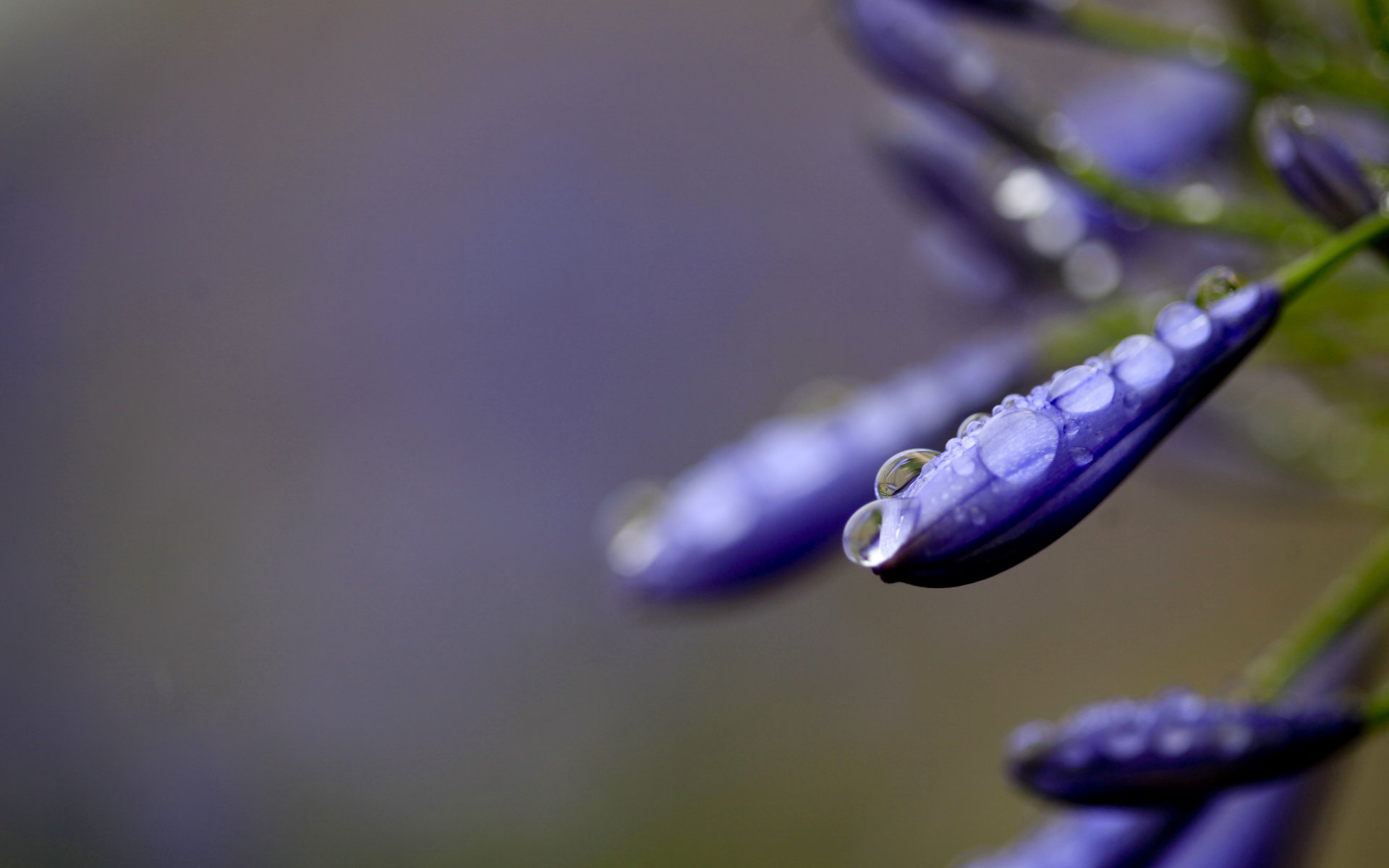 close up flower drops water