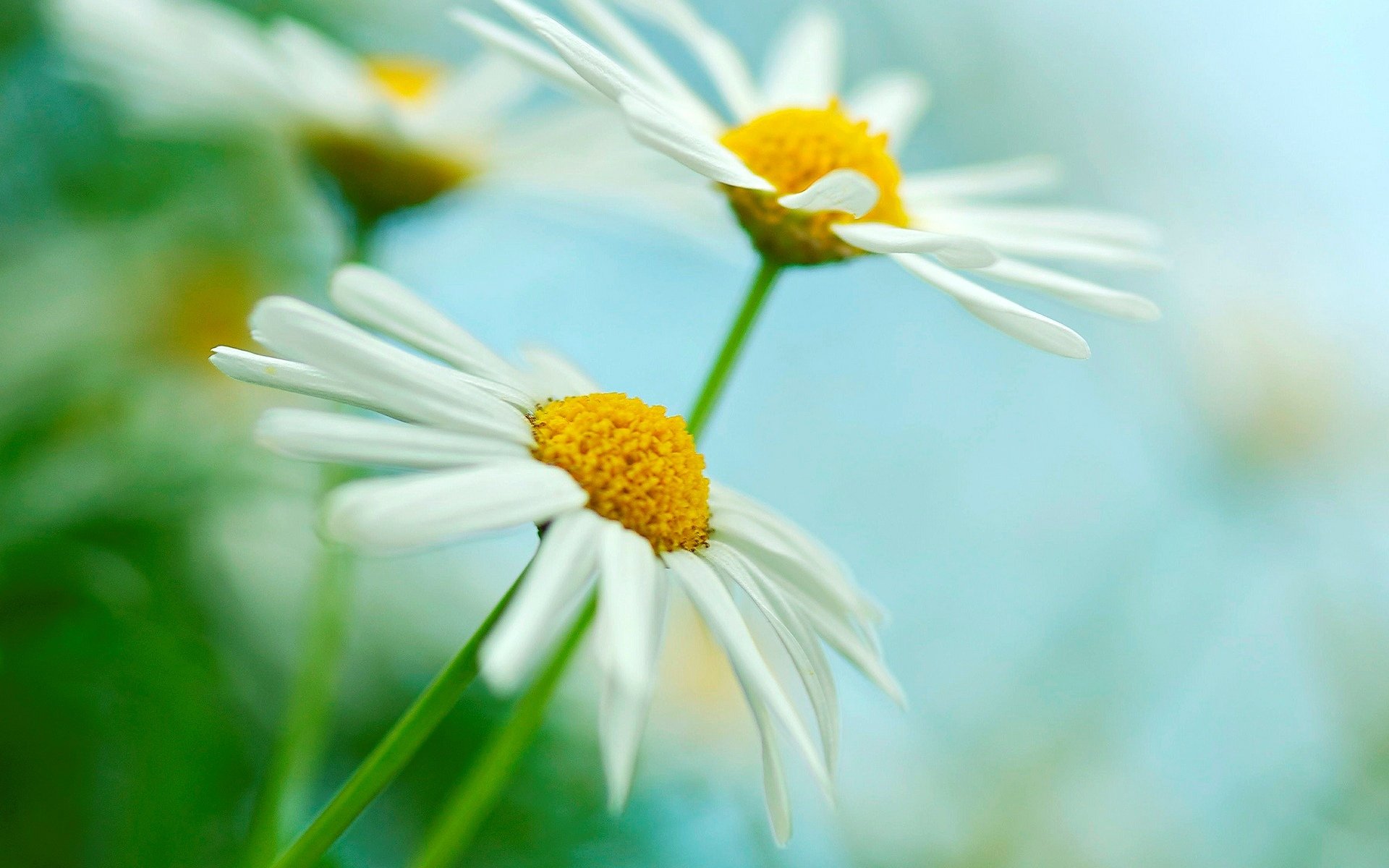 blumen blumen makro makro kamille gänseblümchen weiß gelb grün unschärfe hintergrund tapete widescreen vollbild widescreen widescreen