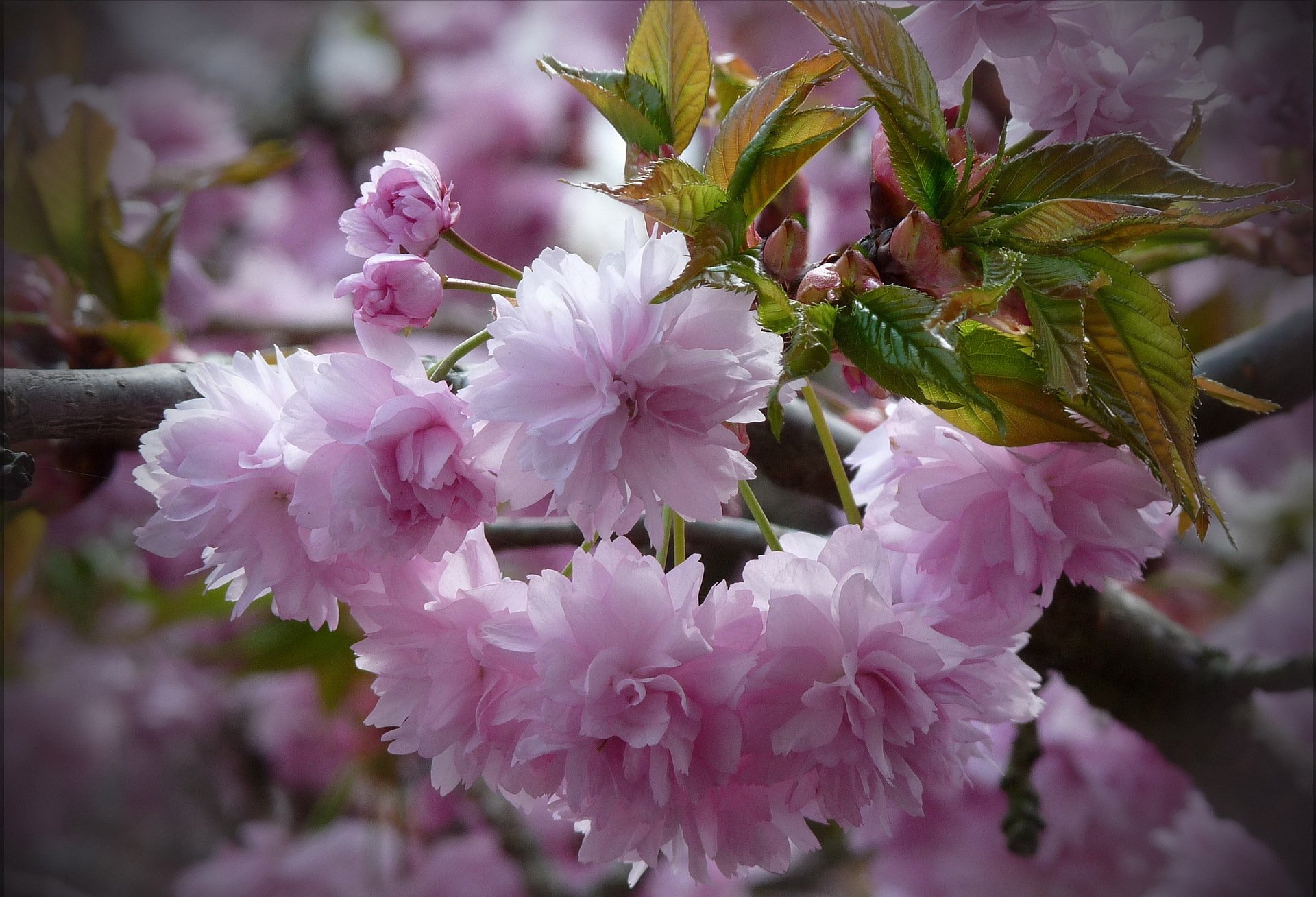 rama hojas flores rosa sakura fondo